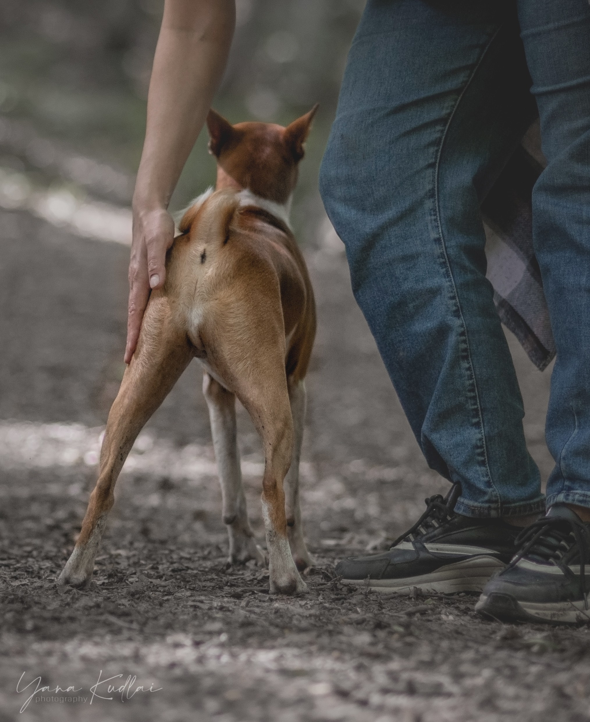 Два неугомонных бассенджи — Ива и Икс. Фотограф анималист Ставрополь Яна Кудлай