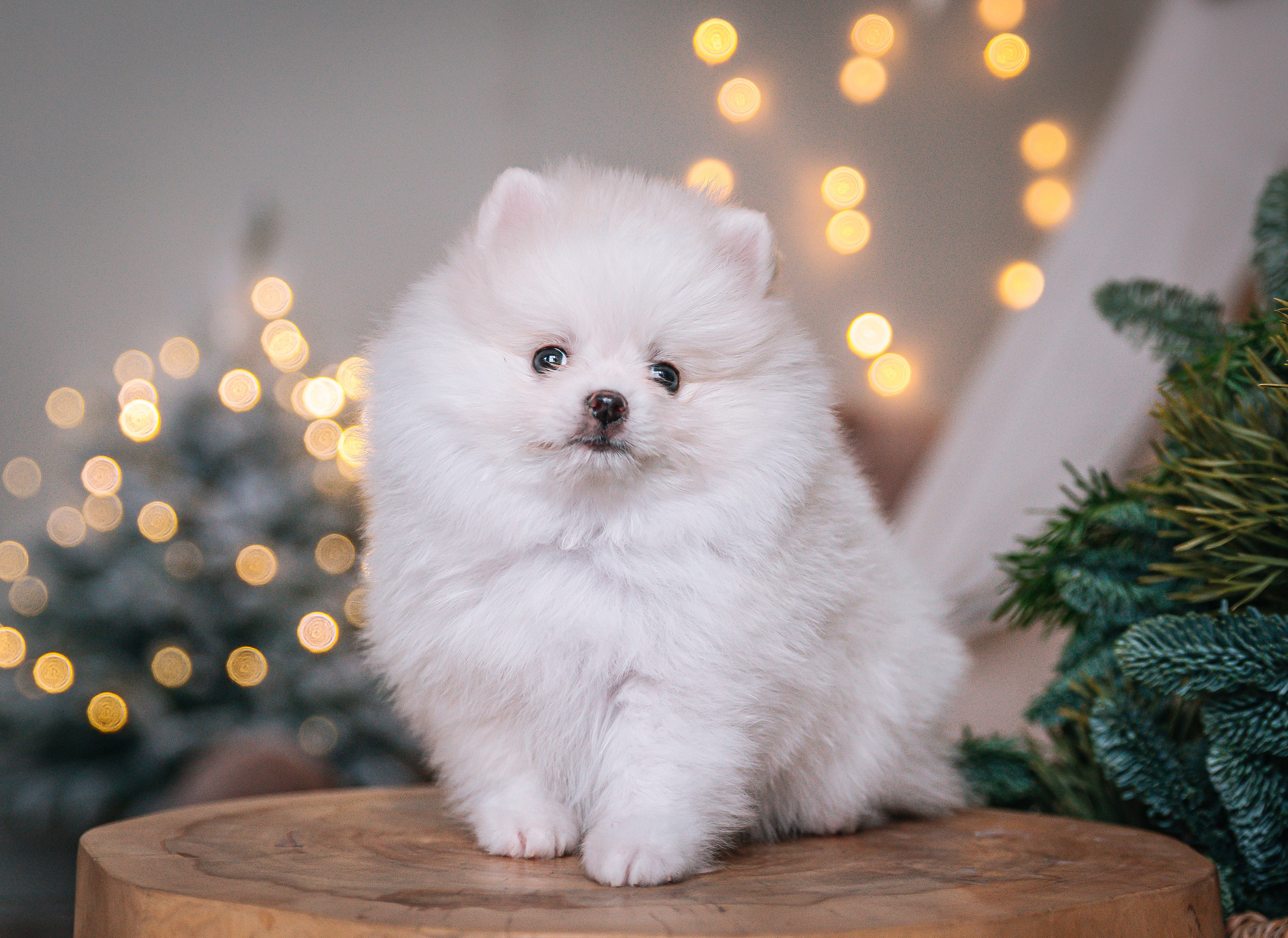 Шпицы щенки студия. Главная