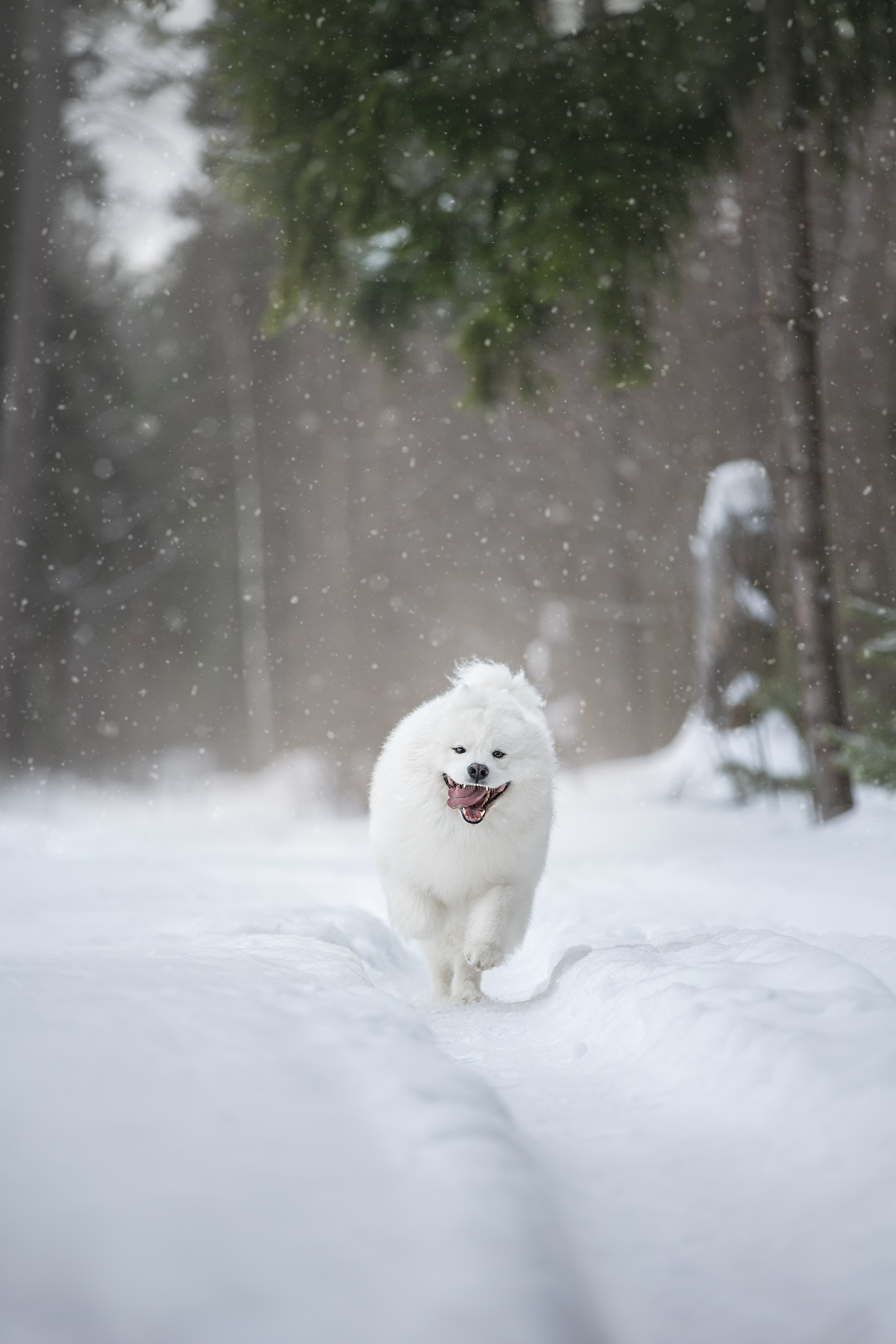 Самоедские мальчишки. Фотограф анималист в Москве Майорова Евгения