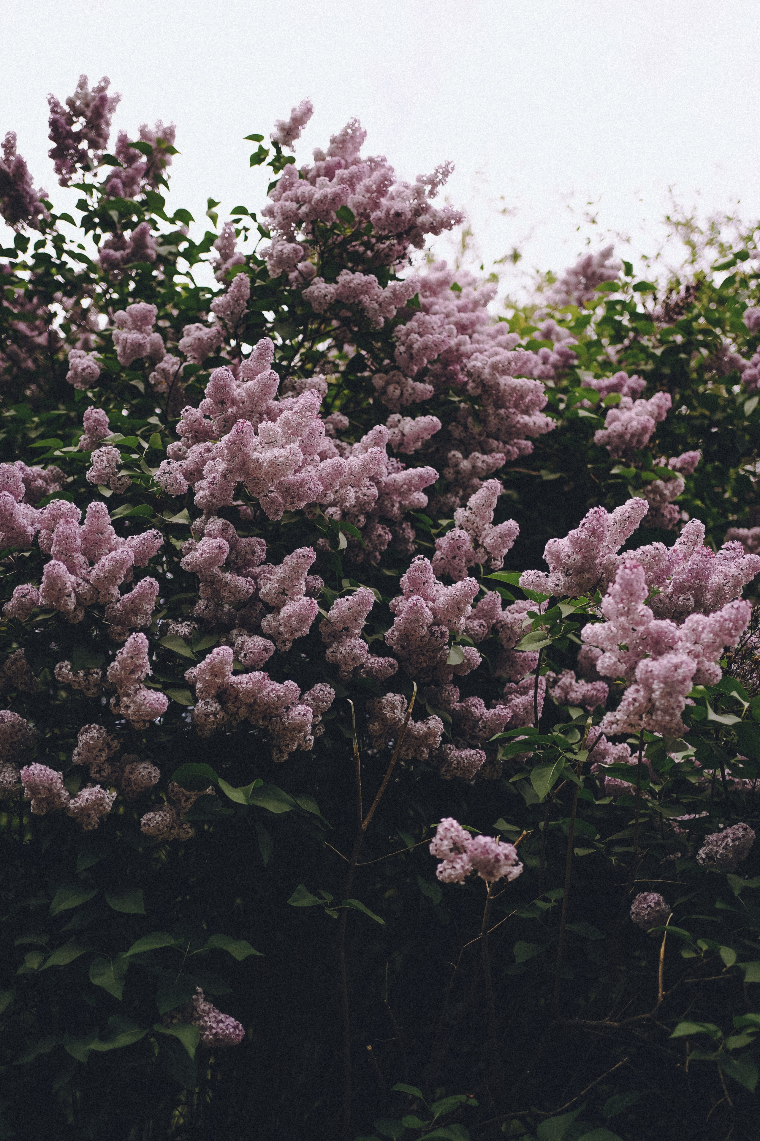 Сиреневый сон. Фотограф Наталья Колганова