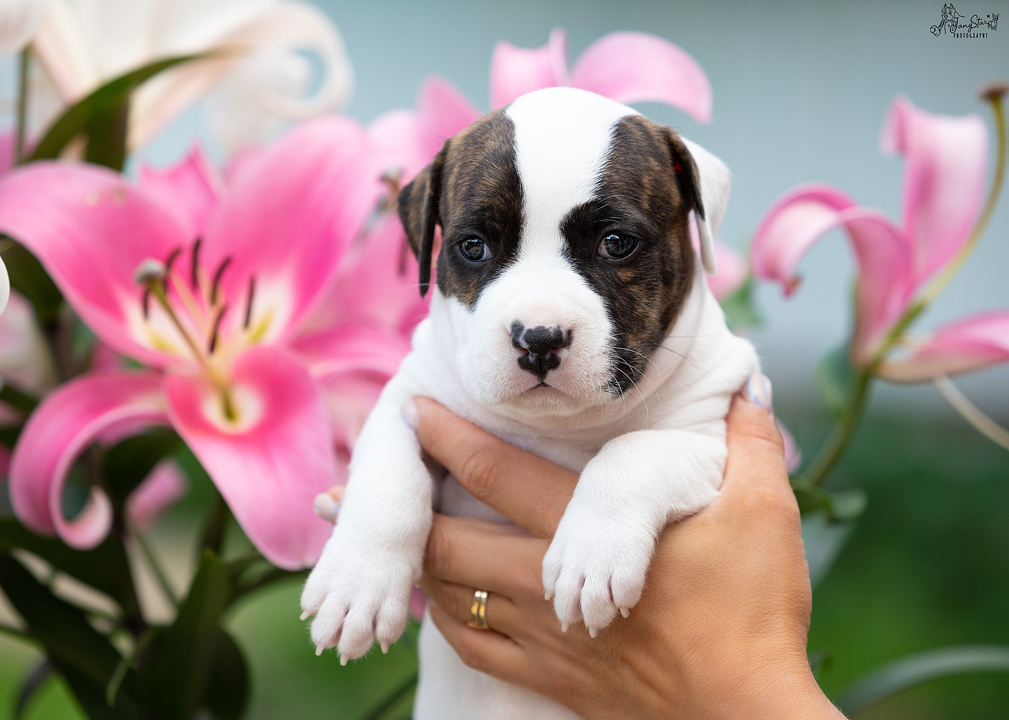 Puppies. Фотограф-анималист в Москве Евгения Старостина