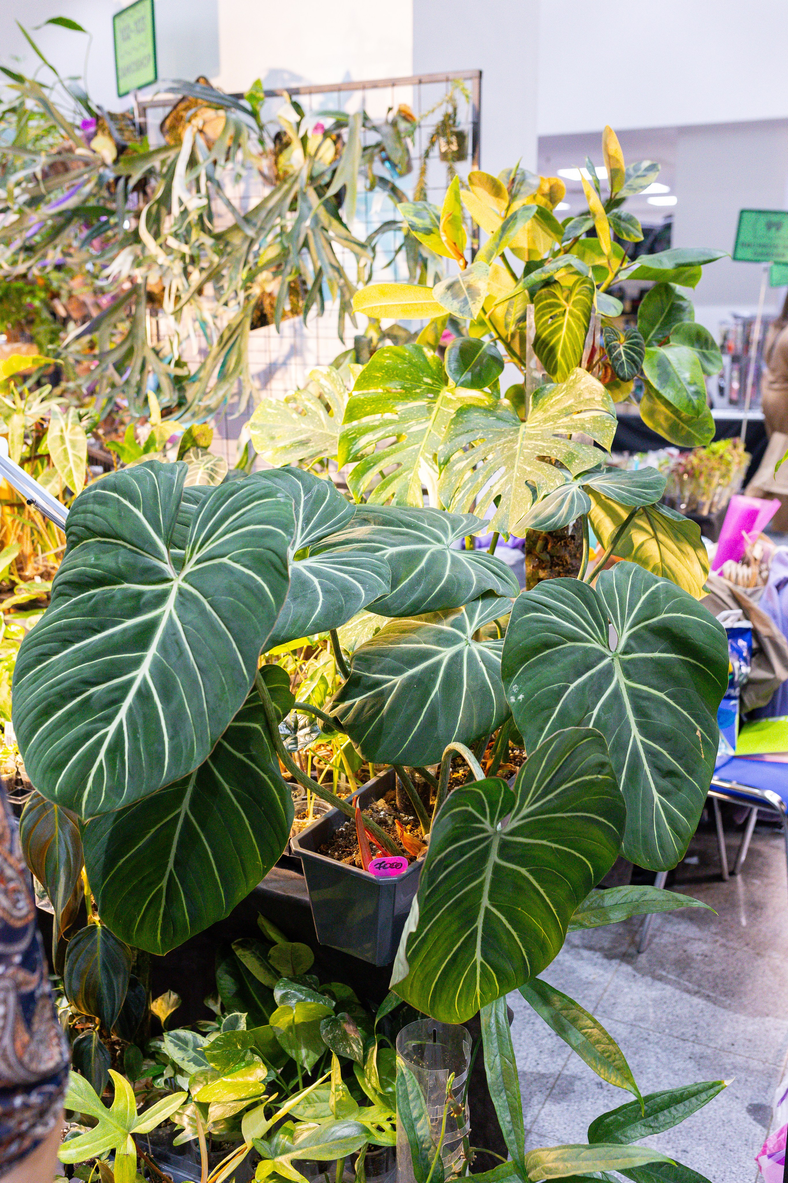 Монстериум 11–12 октября. Александра Куликова фотограф, Москва