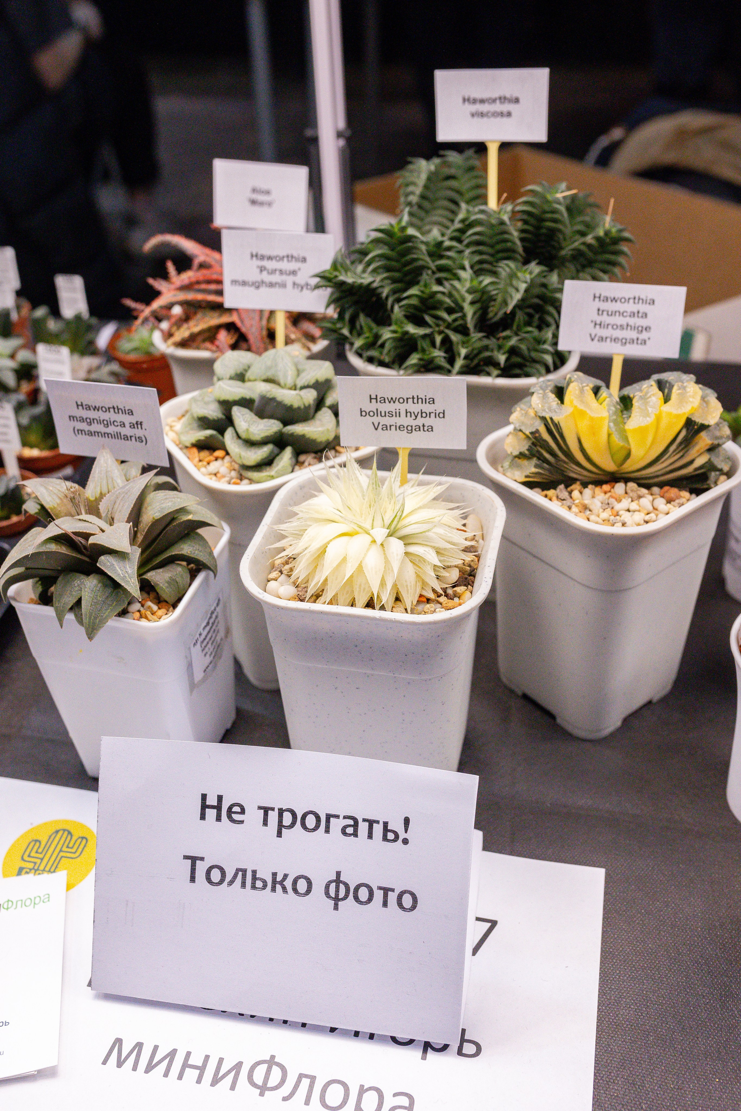 Кактус Фест. Александра Куликова фотограф, Москва