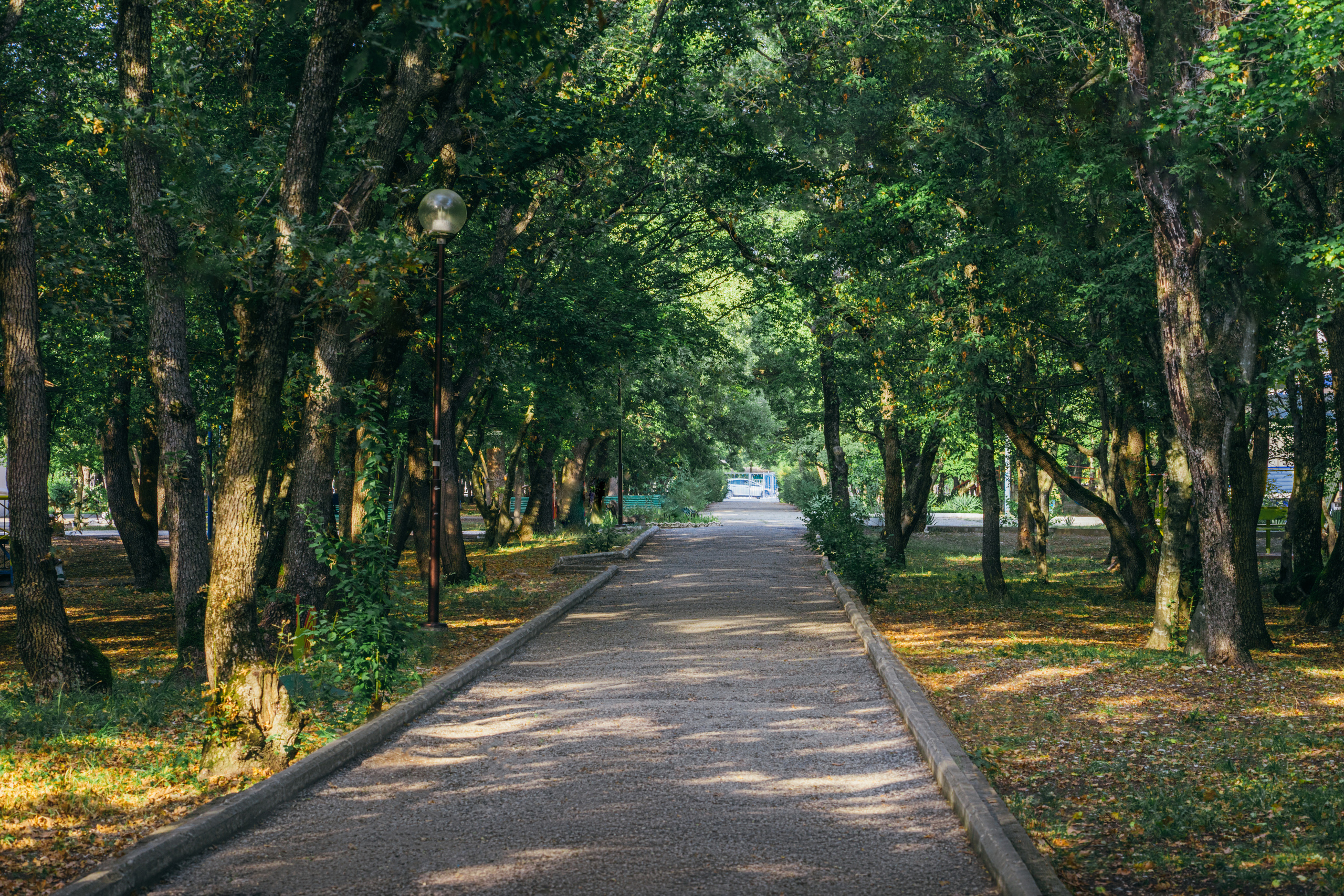 Центральная аллея в детском лагере. Вокруг зеленые деревья и трава, солнце светит через листву, вдали виднеются скамейки для отдыха, расположенные в тени деревьев.