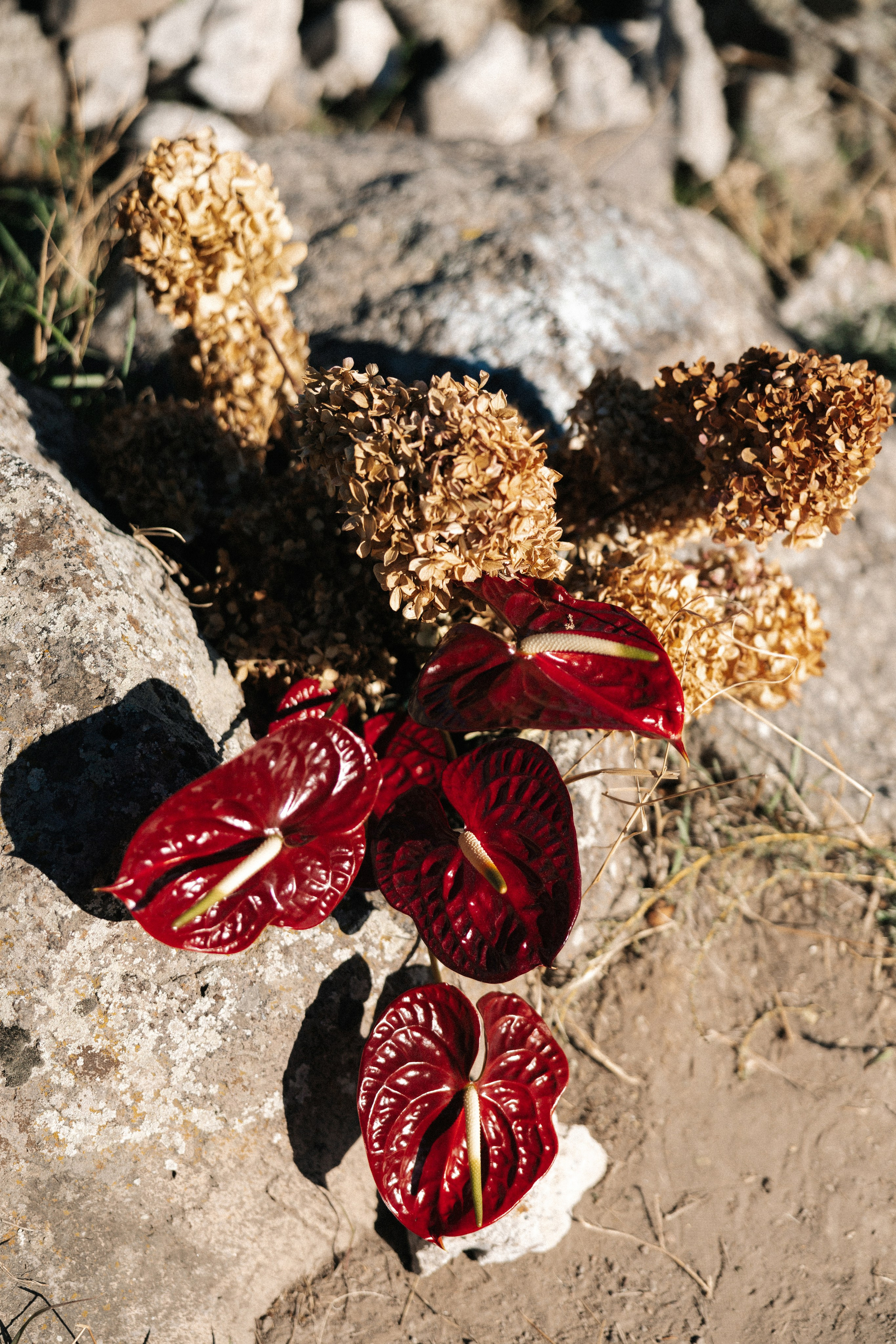 Армения. Свадебный фотограф Москва Мотеюнайте Виктория