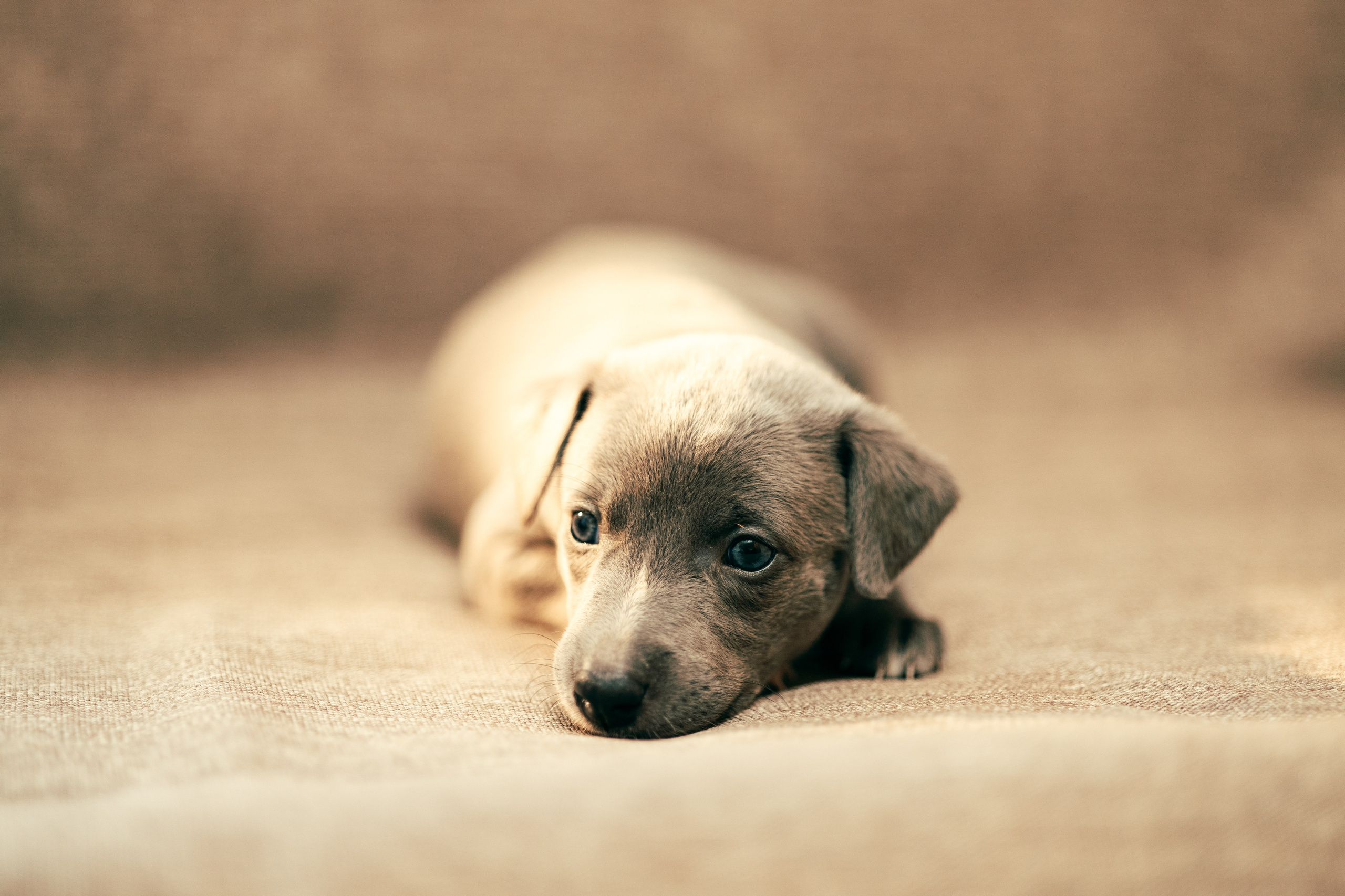 Щенки. Анна Самохина. Фотограф. Москва