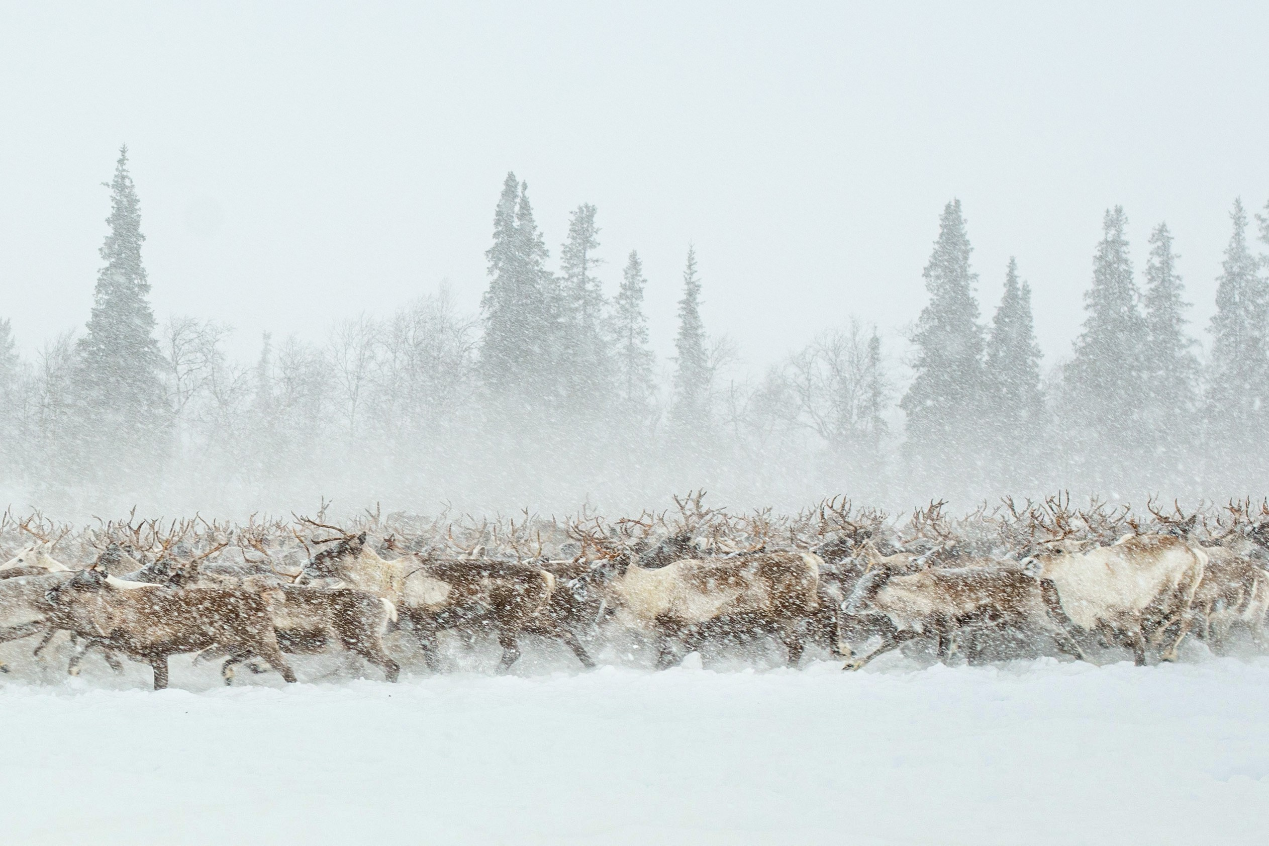 Кораль. На север к оленям. Репортажный фотограф в Сочи — Михаил Мордасов