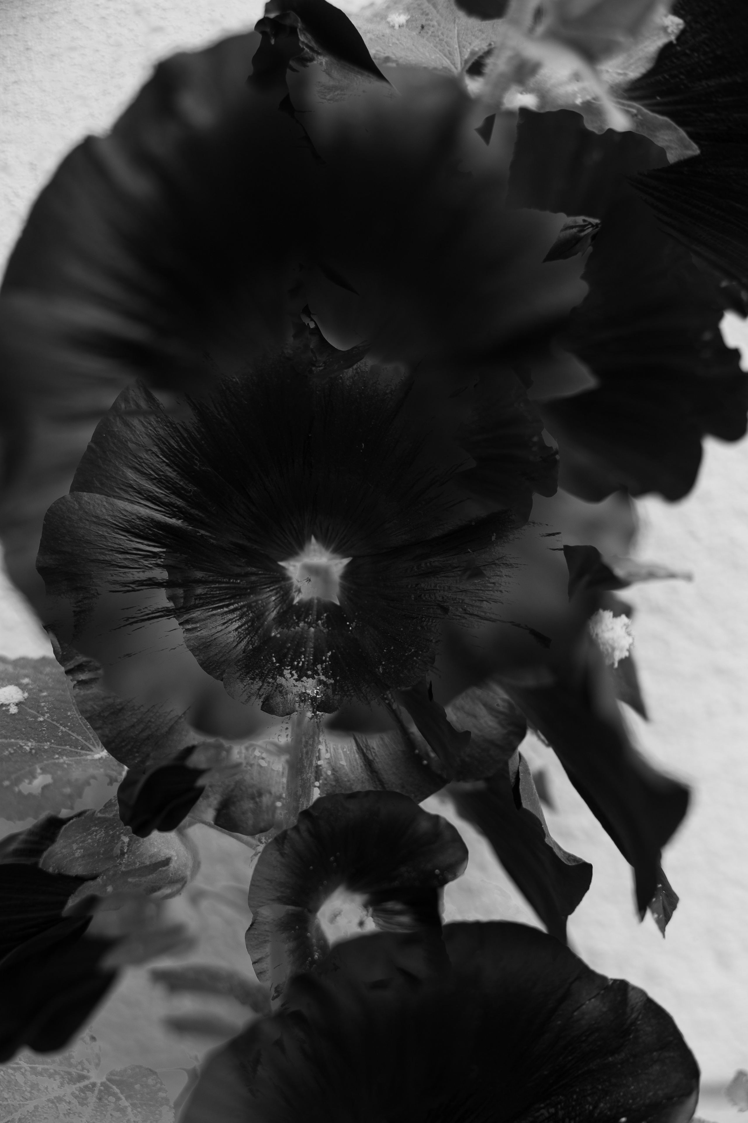 Art prints. Фотограф алина стерхова, алина стерхова фотограф, фотограф москва