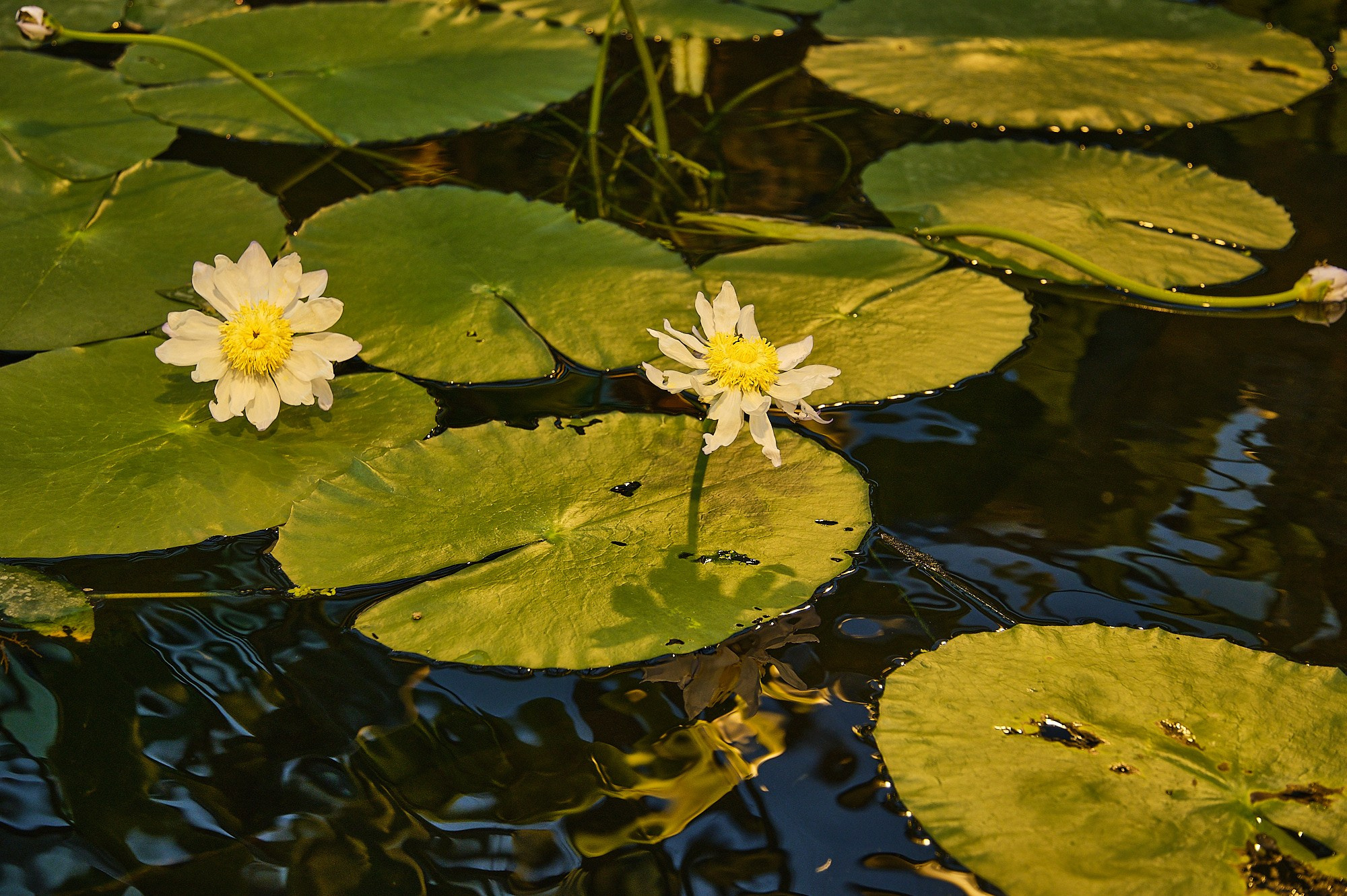 Фотоальбом с разными съёмками