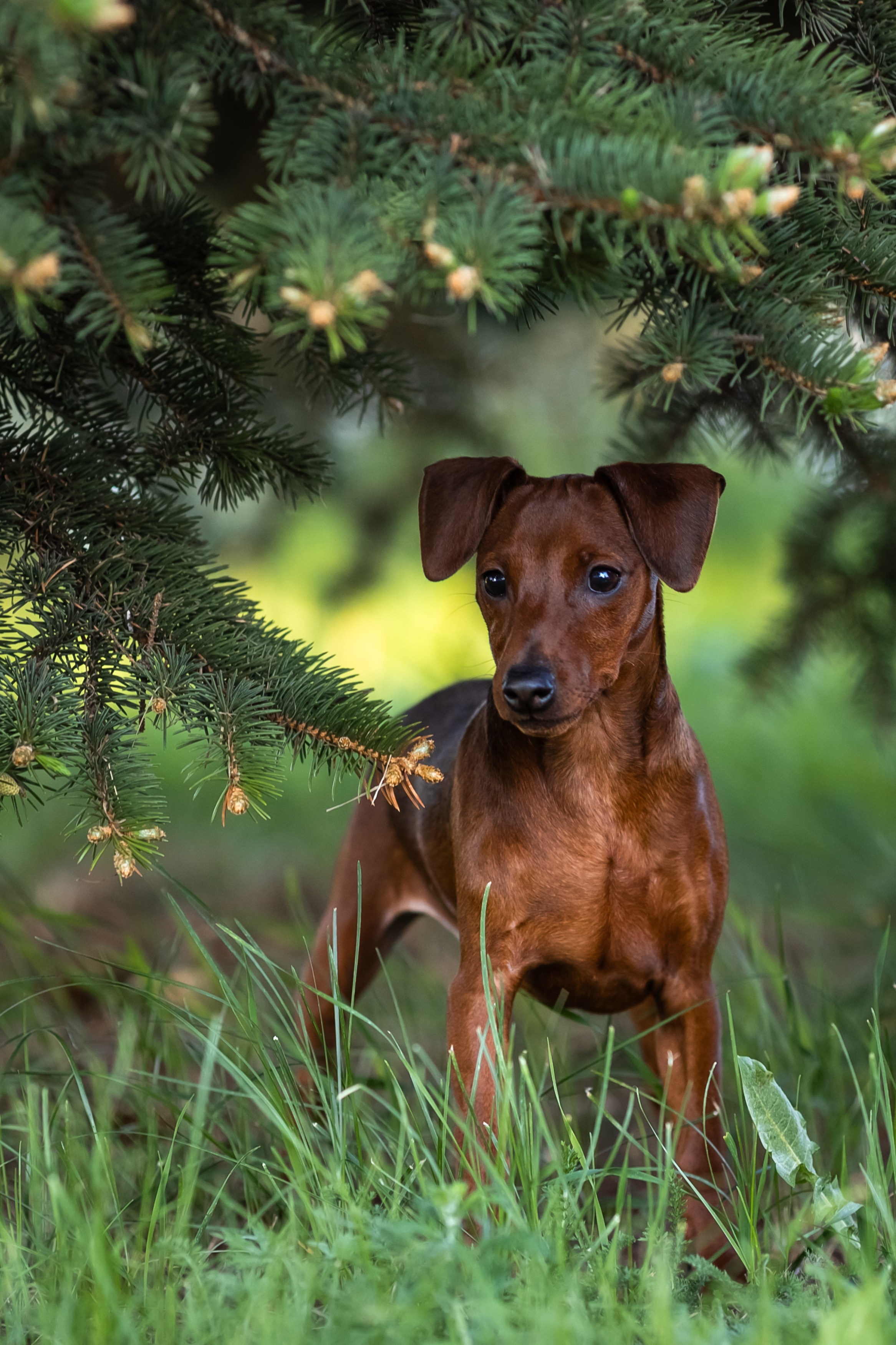 Пинчерята. Фотограф анималист Аня Ливанова | Рыбинск