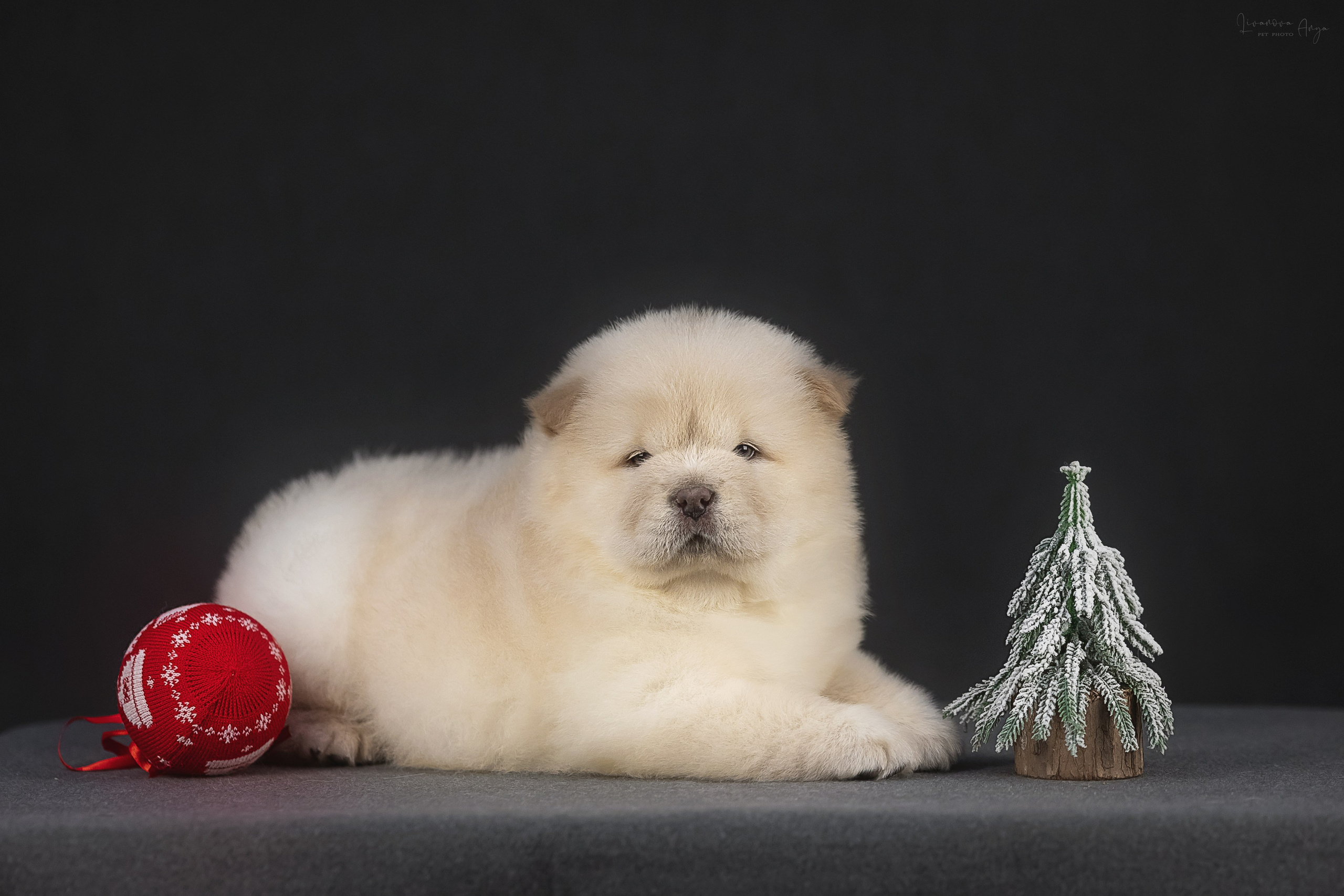 Чаушки. Фотограф анималист Аня Ливанова | Рыбинск