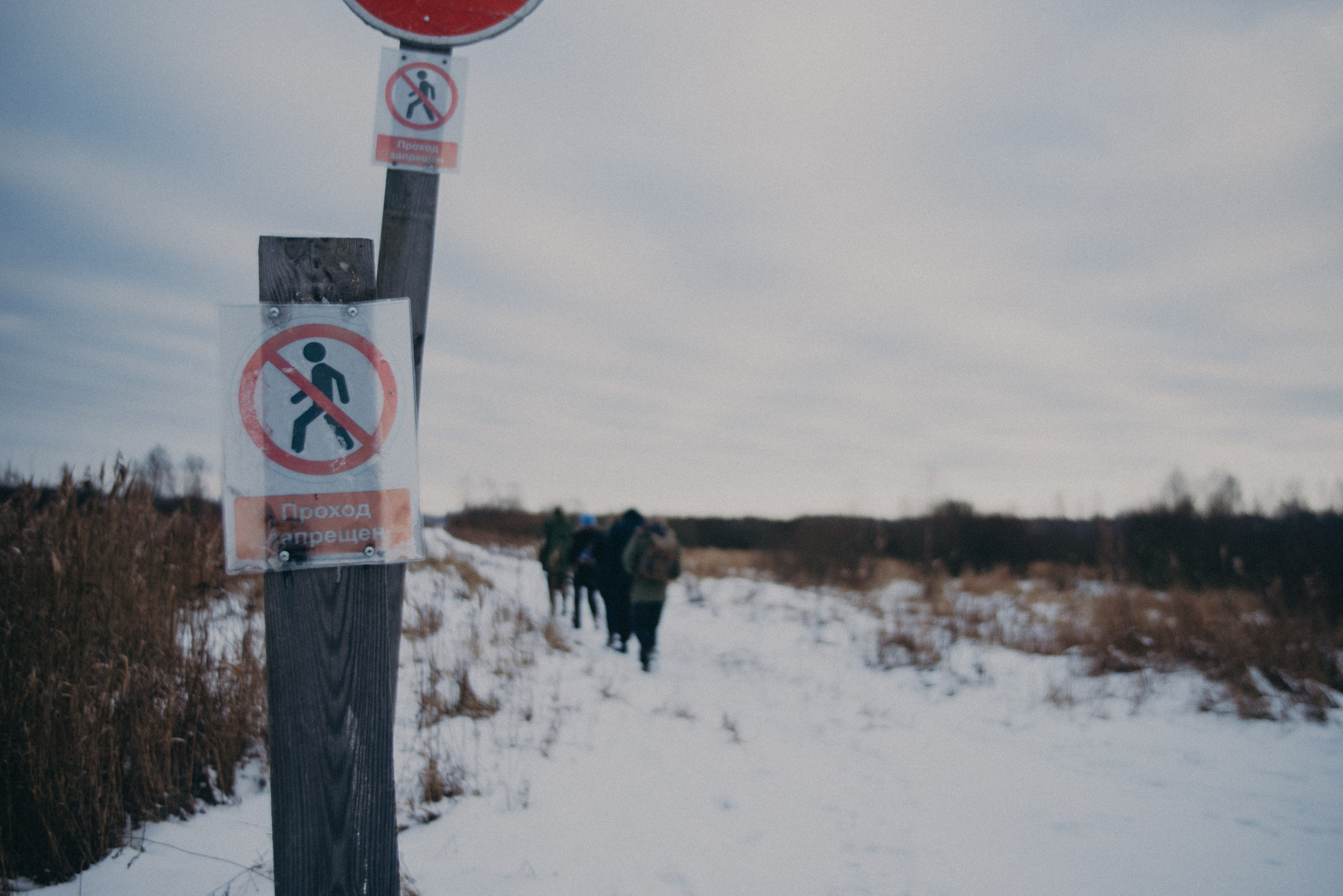 Тарпаны. Anita_photo