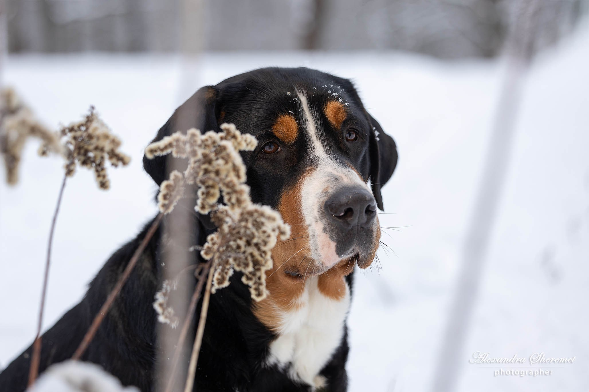 Большой Швейцарский Зенненхунд Санбёдс Розалия. Питомник Больших Швейцарских Зенненхундов в Калужской области