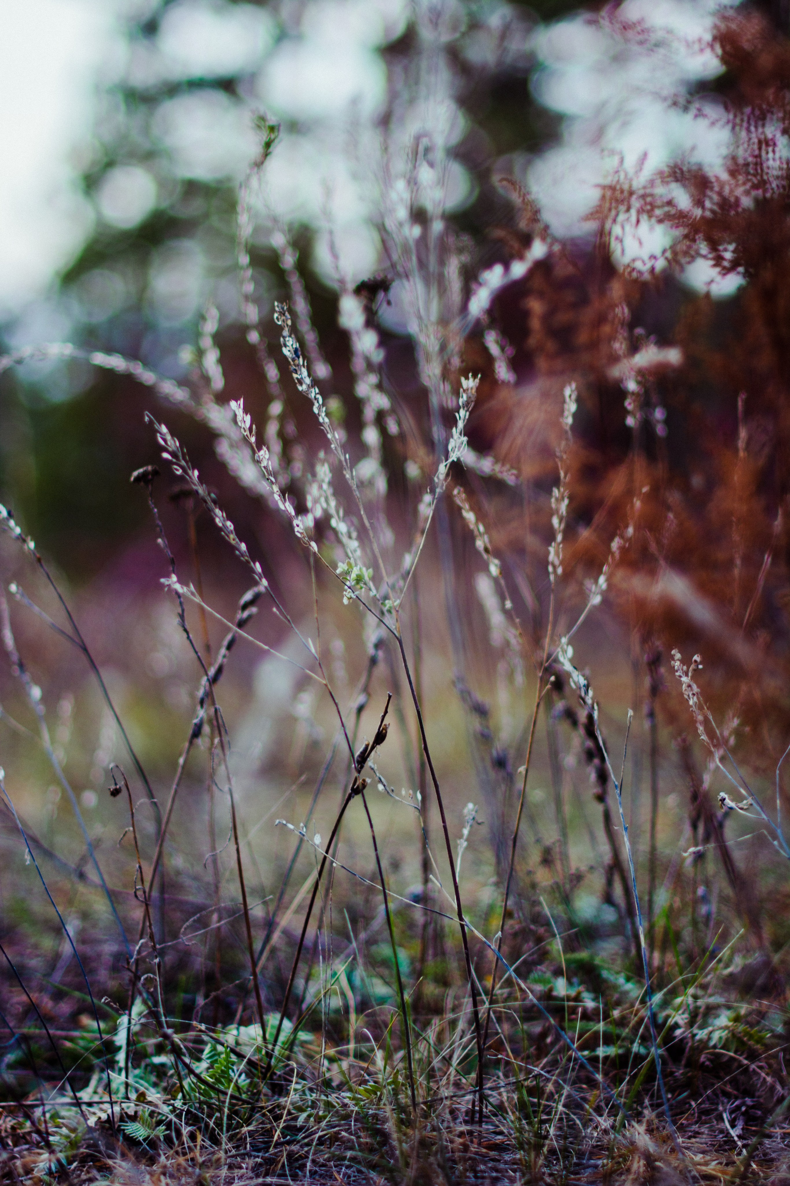 Flowers. Фотографирую искусство в Хабаровске