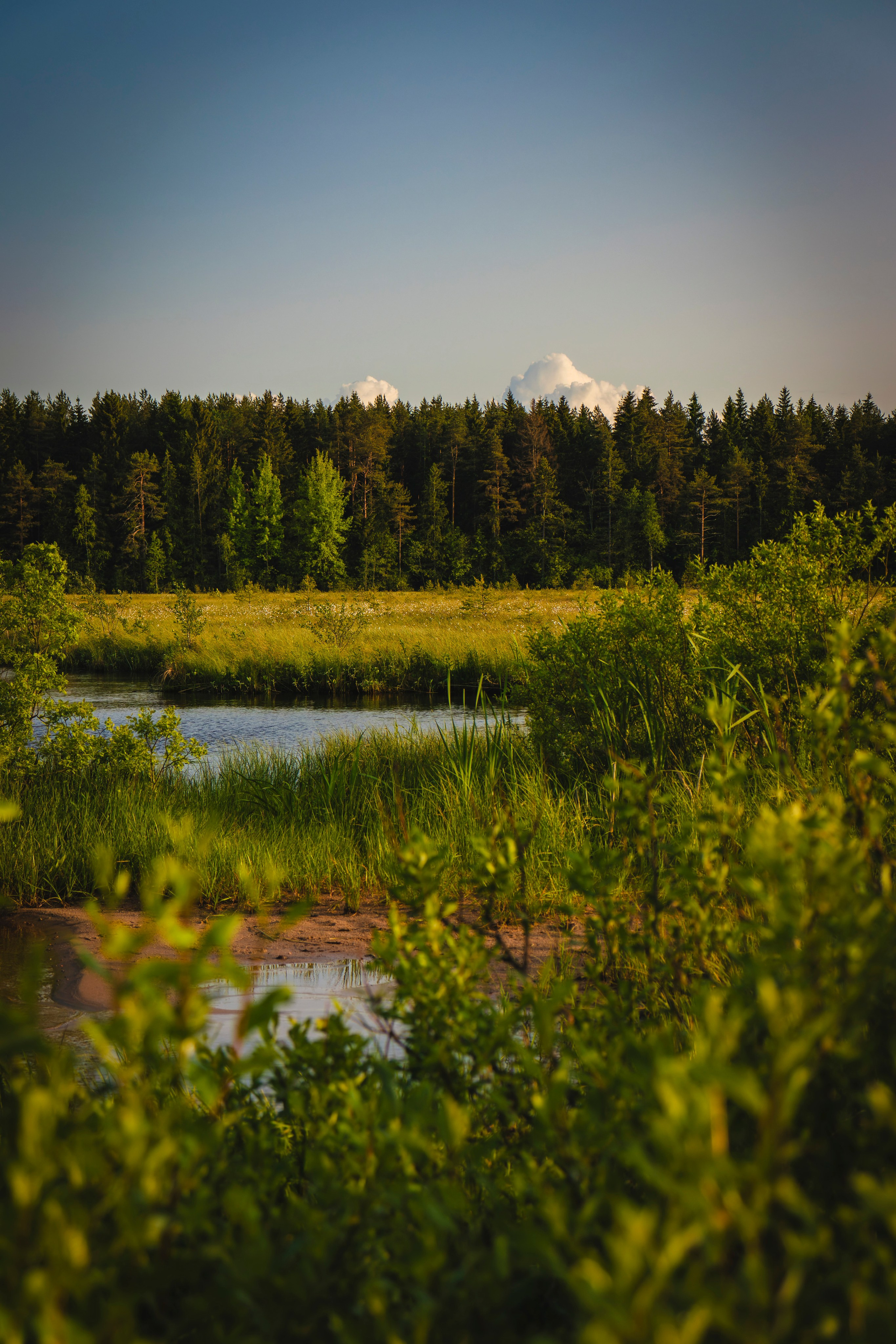 Из наблюдений. Плак или Квак