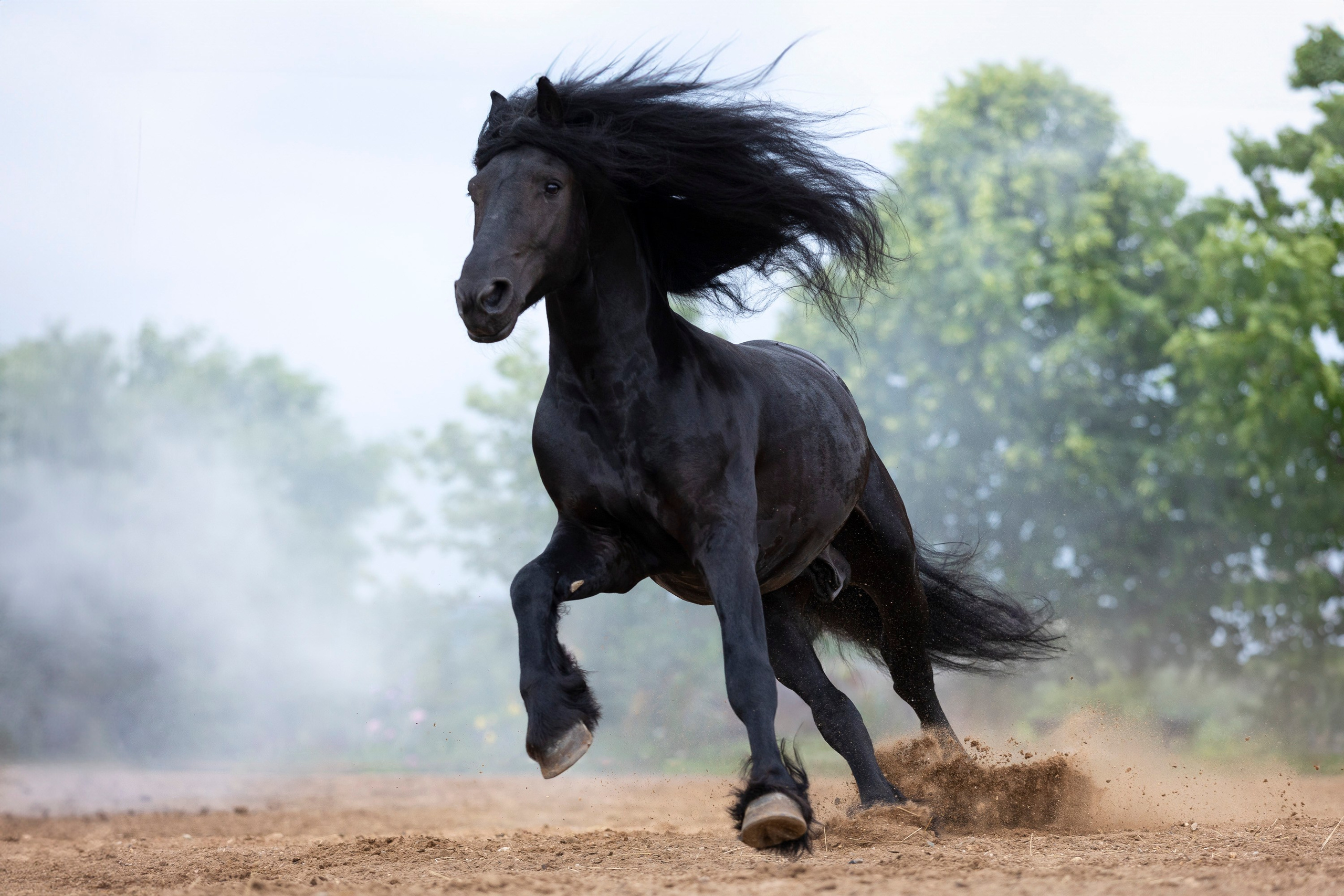 Аванпост. Фотограф анималист, семейный фотограф, фотограф собак Комратова Мария. г. Москва