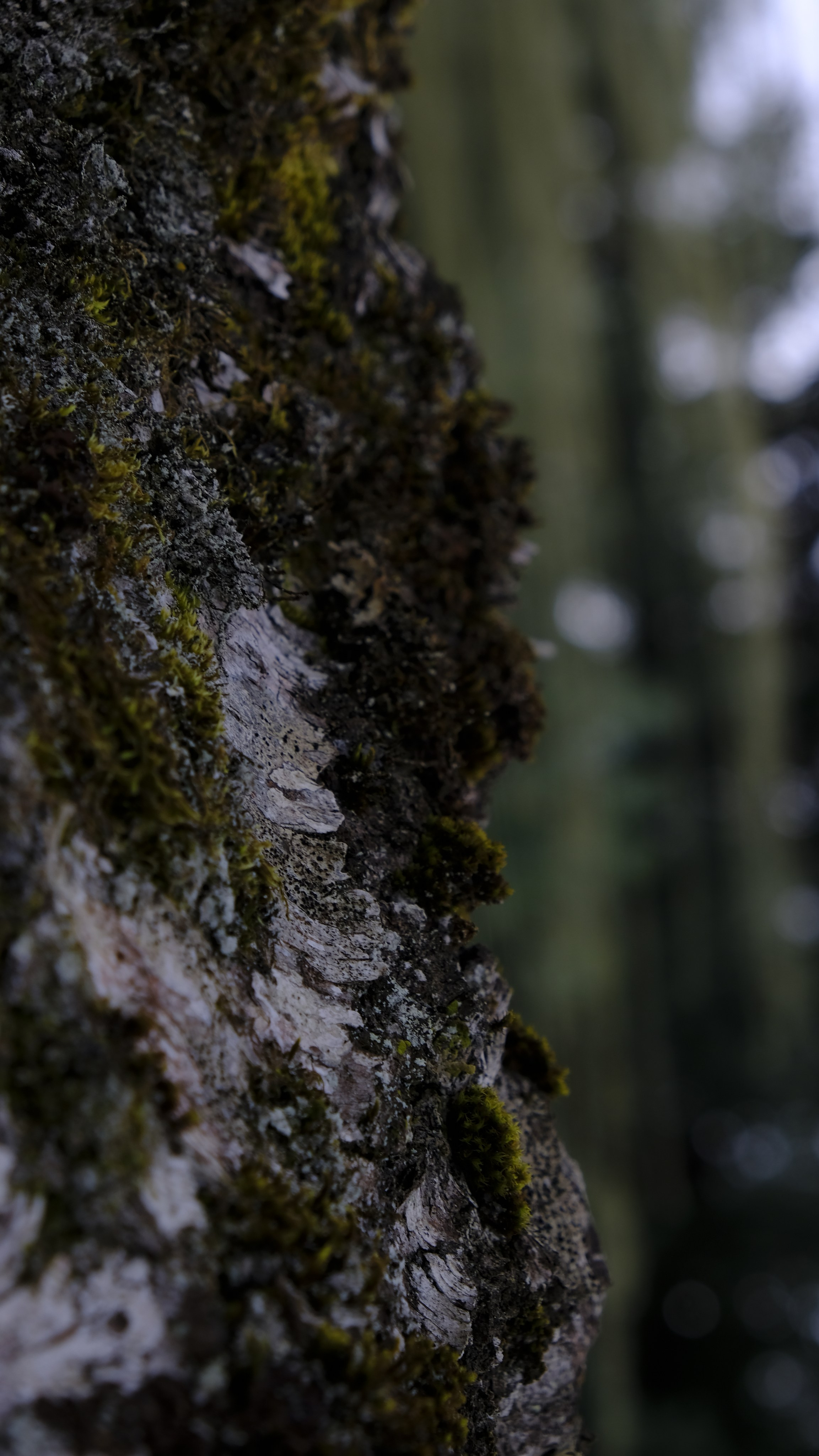 Сталинская дача на Рице зимой. Главная