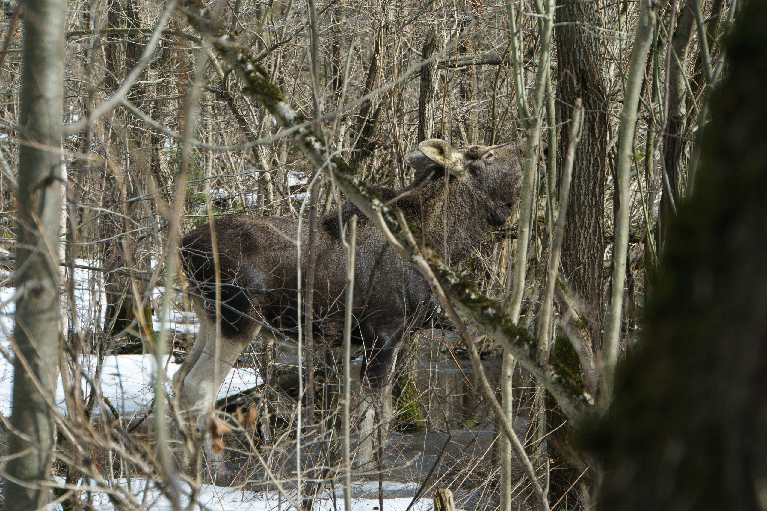 Животные. Ваш личный фотограф Марина Волкова