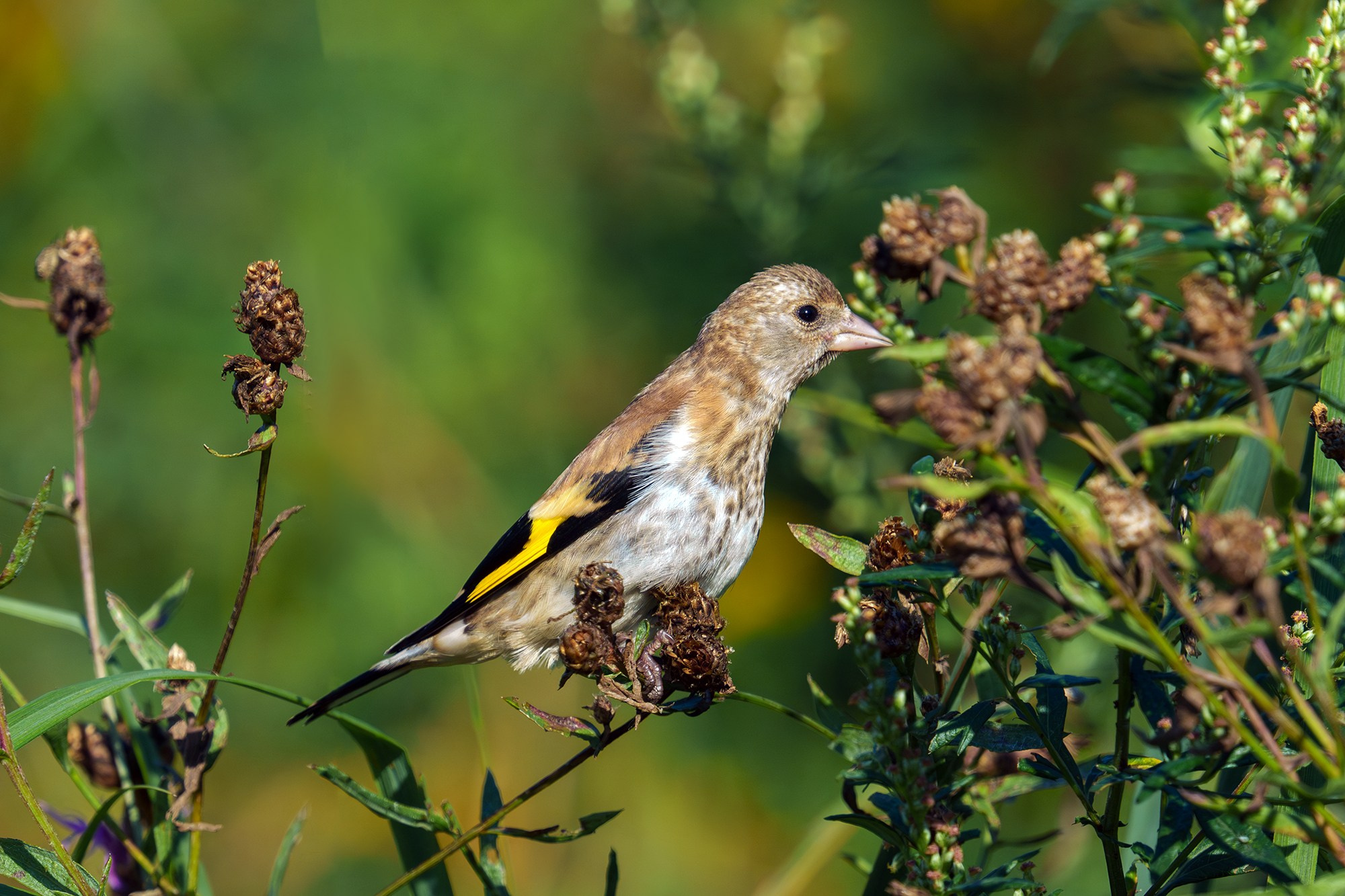 Удивительные мир птиц. Вокруг нас столько прекрасного — присмотритесь!. Ваш личный фотограф Марина Волкова