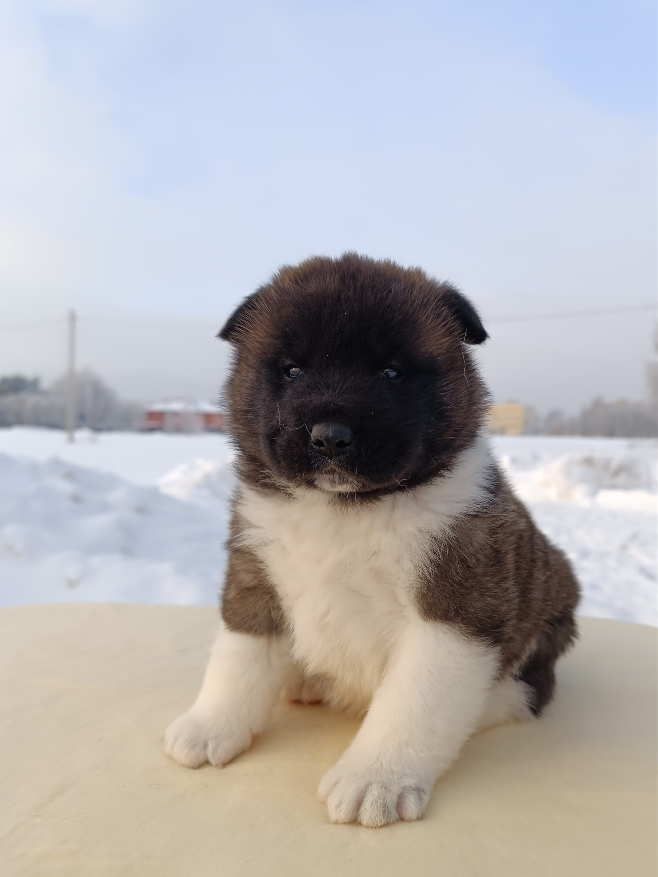 Американская акита  щенки питомник Санкт-Петербург клубные щенки Американская акита питомник RUBYLIGHT Рубилайт купить щенка американской акиты