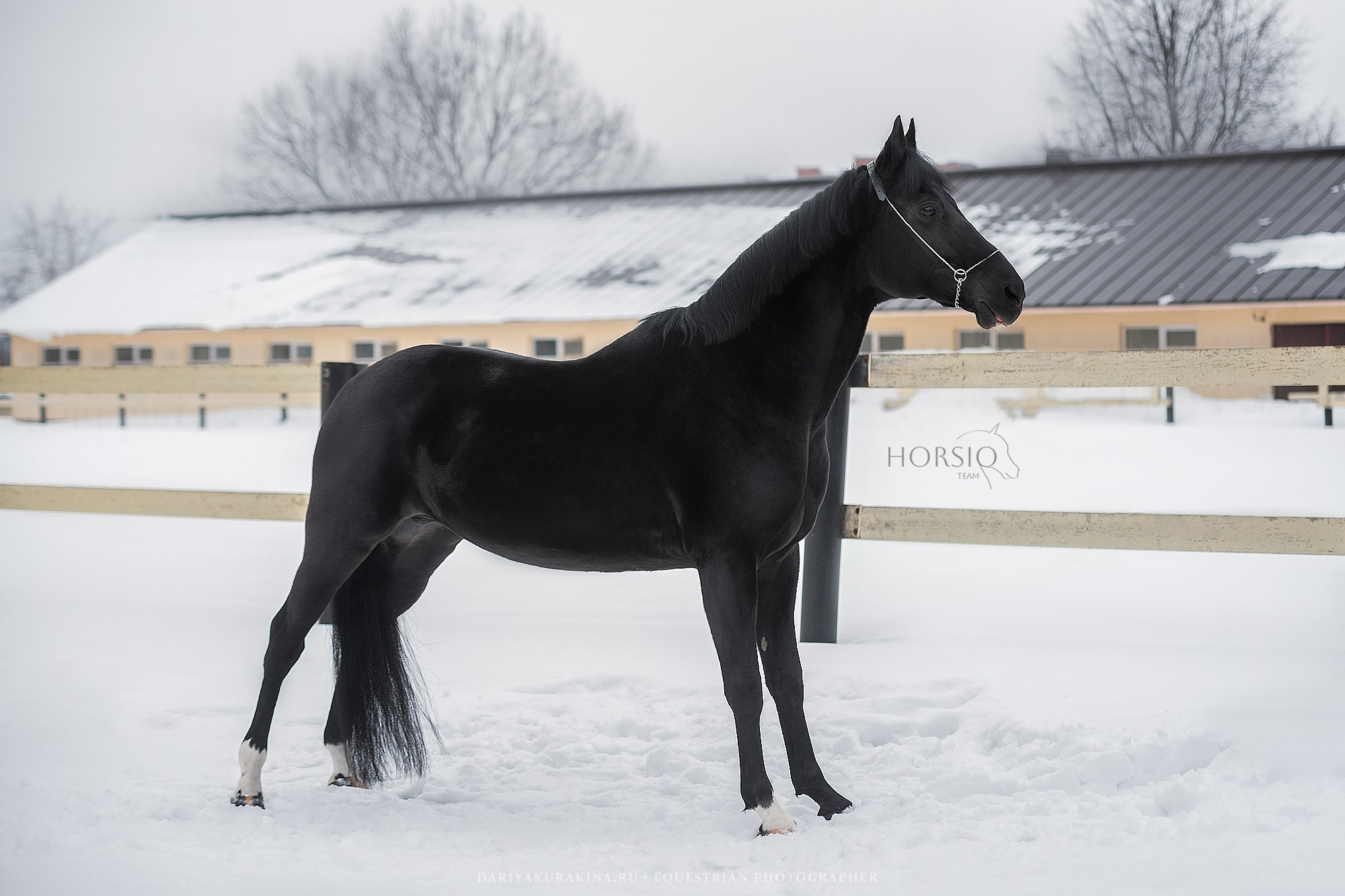 Доватор, HORSIO. Конный фотограф Куракина Дарья • Фотосессии с лошадьми