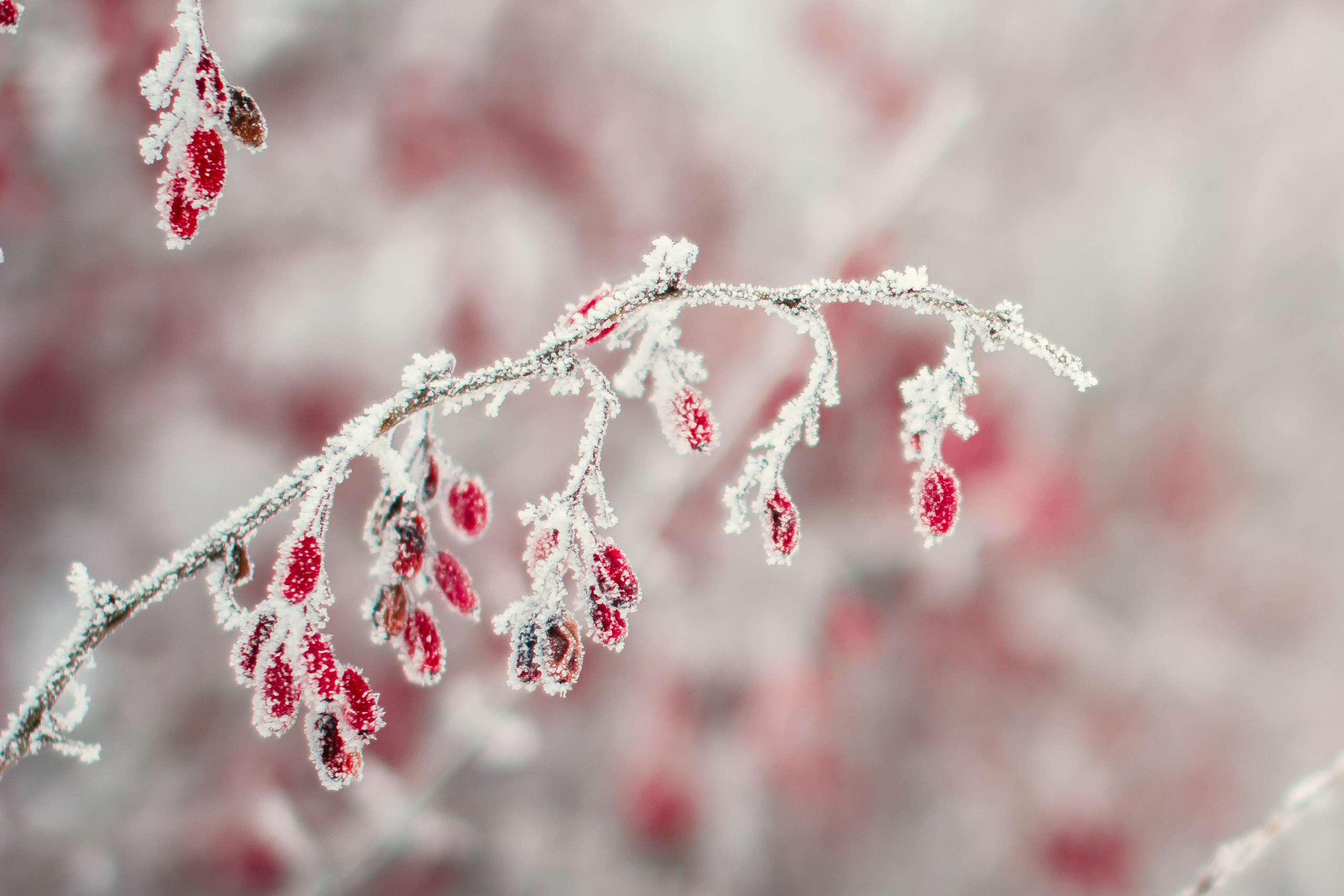 ЦВЕТНЫЕ ФОТОГРАФИИ. Никита Аничкин фото и видео оператор из России