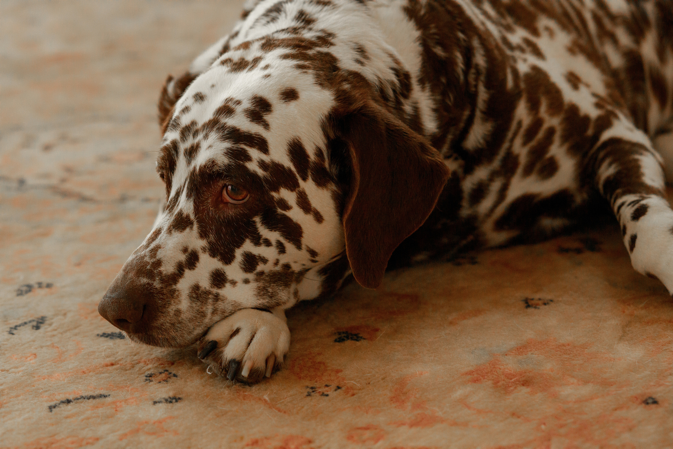 Дмитрий и Софья. Фотограф Краснодар