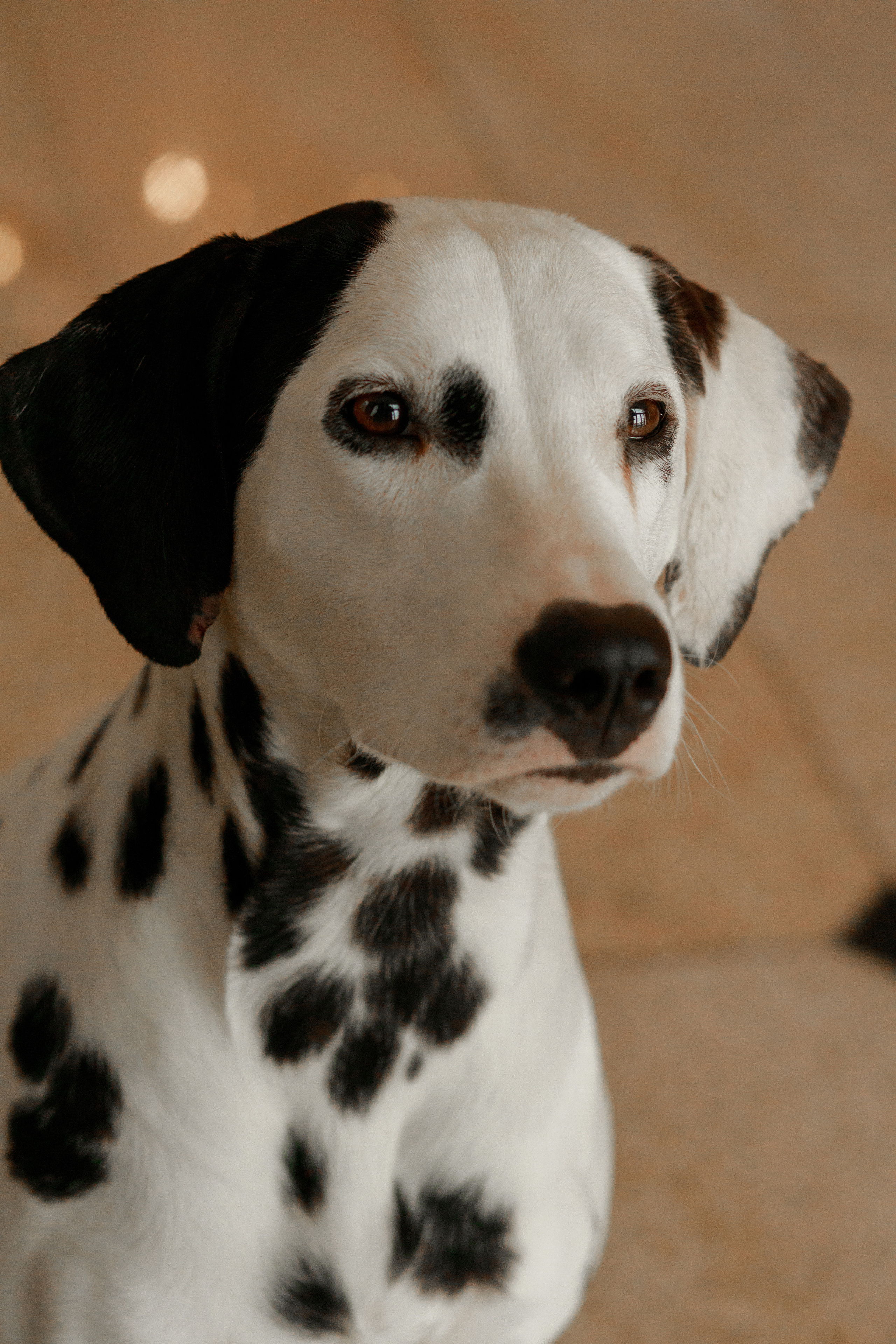 Дмитрий и Софья. Фотограф Краснодар