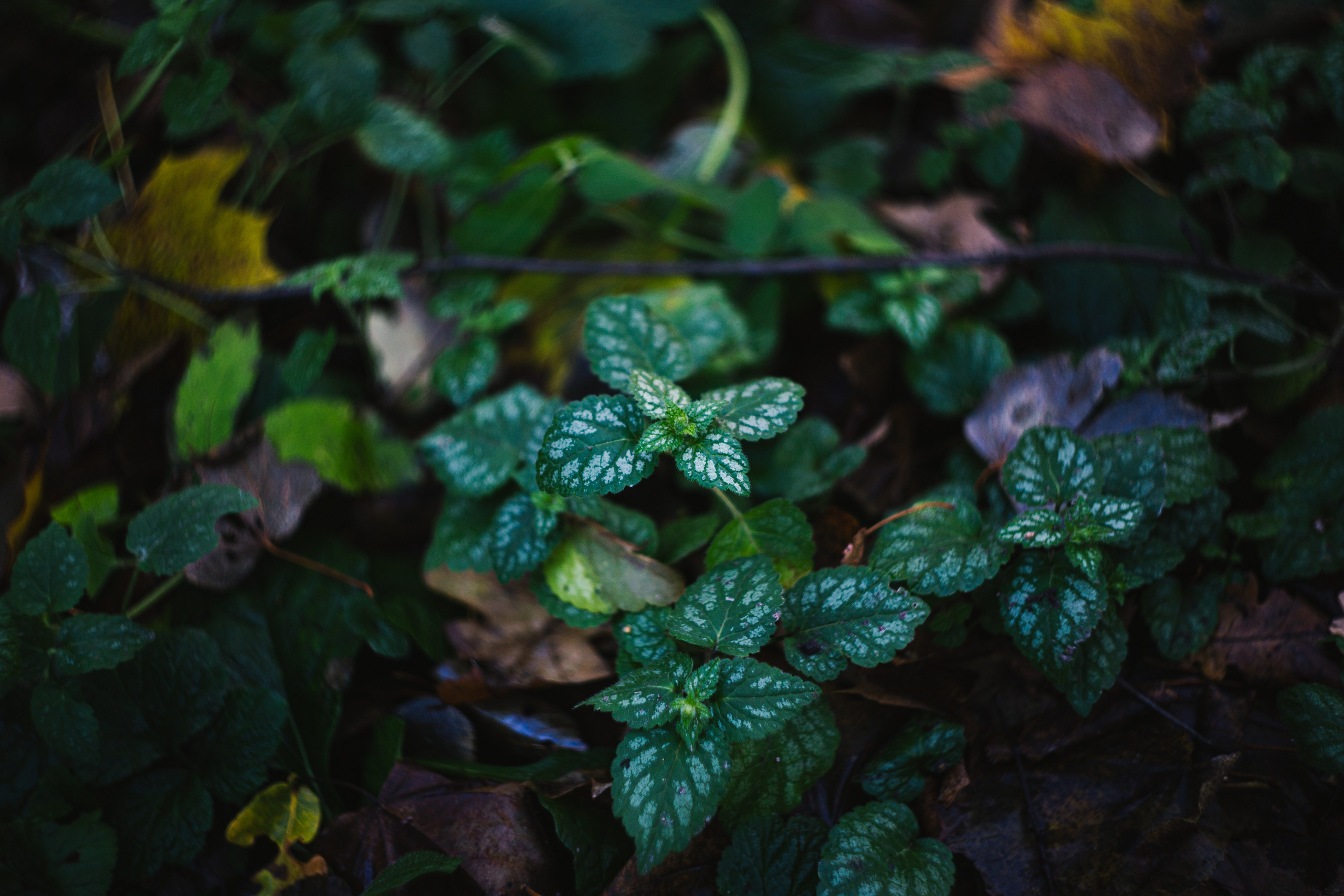 Ноябрь 2023. Efremovaphoto.ru