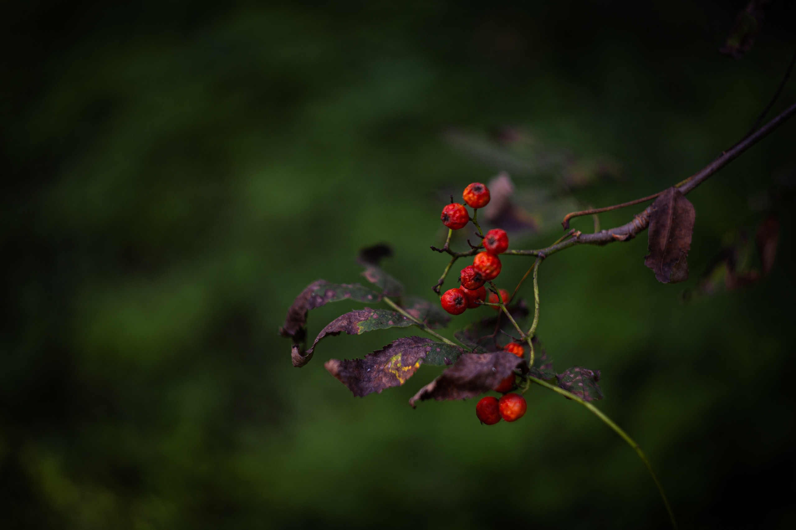 Сентябрь 2024. Efremovaphoto.ru