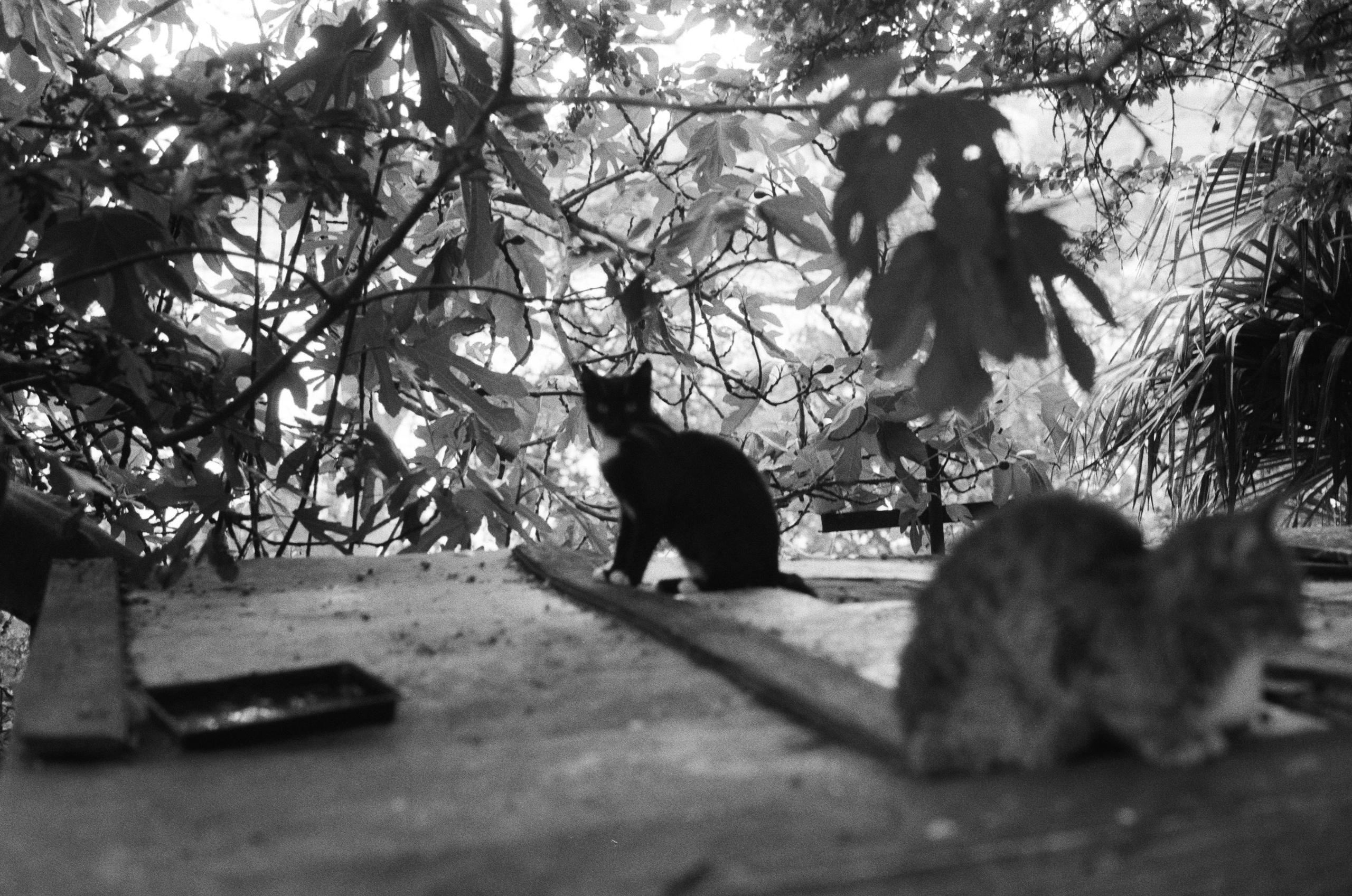 Sparks // ukraine, crimea II. EVER EXPOSED