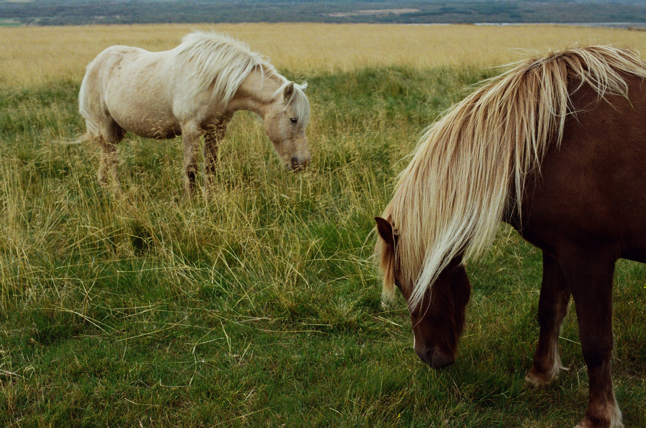 Bloodline // iceland. EVER EXPOSED