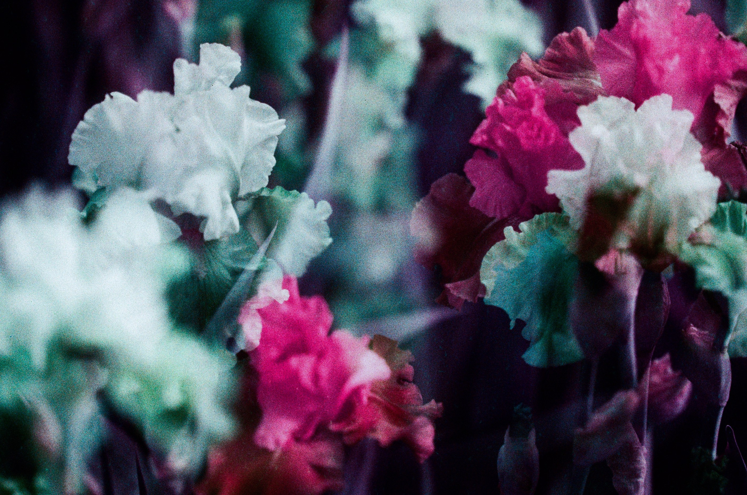 Flowers // crimea. EVER EXPOSED