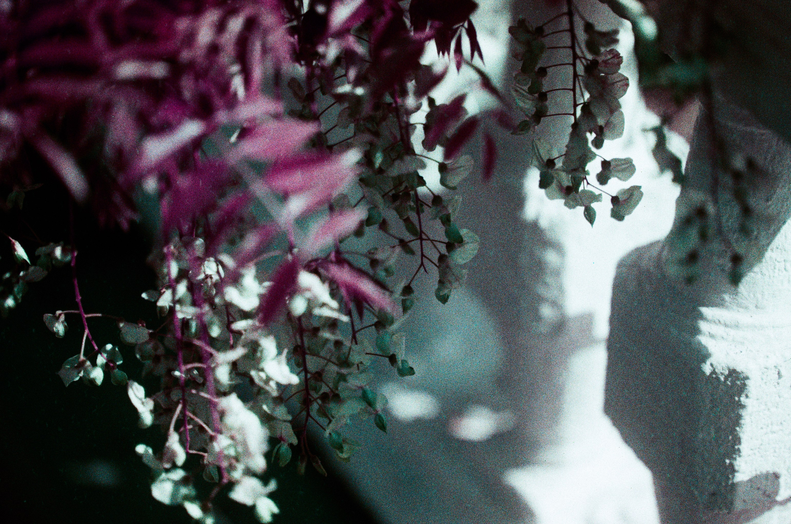 Flowers // crimea. EVER EXPOSED