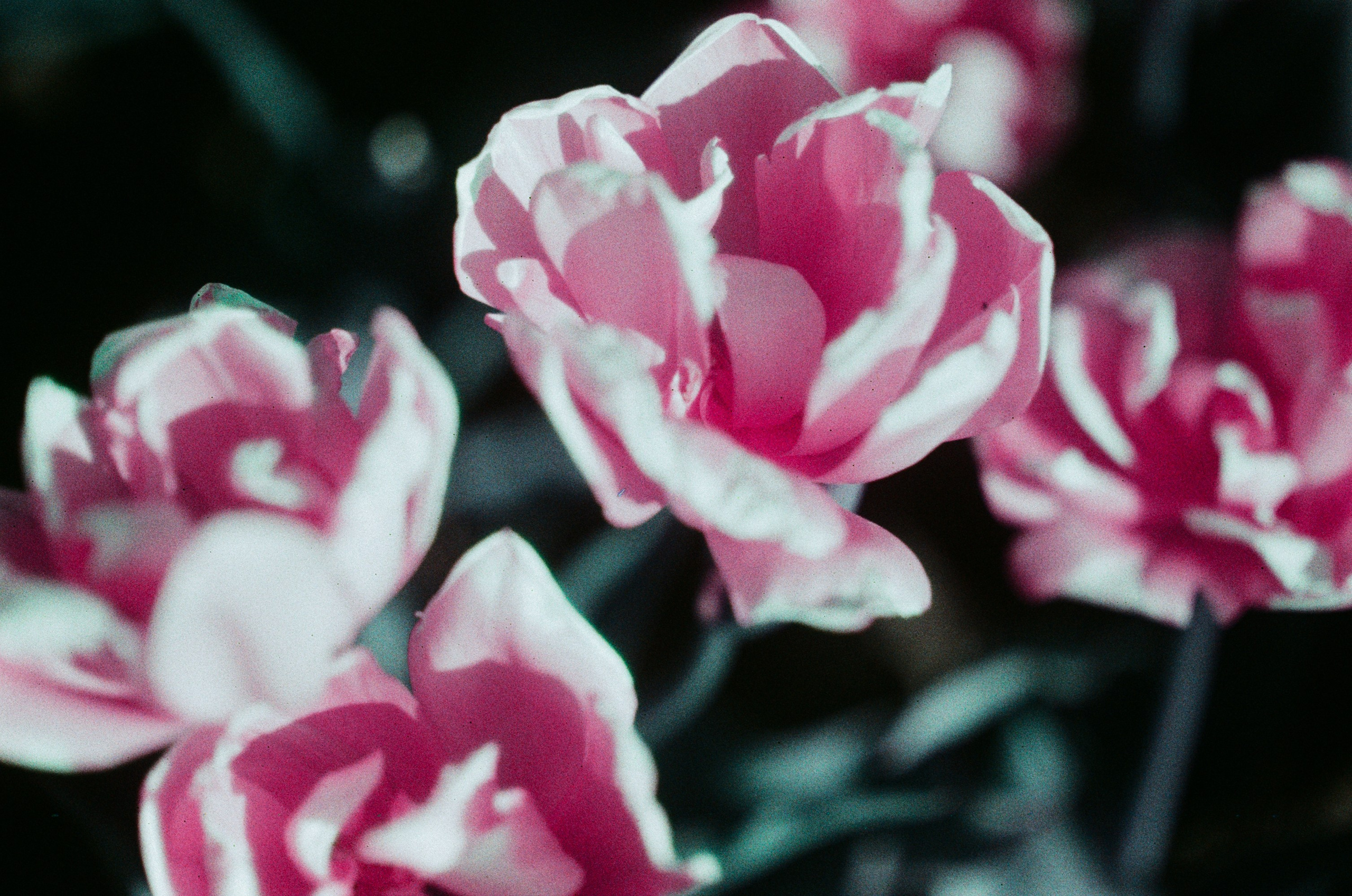 Press enter to exit // ukraine, crimea X. EVER EXPOSED