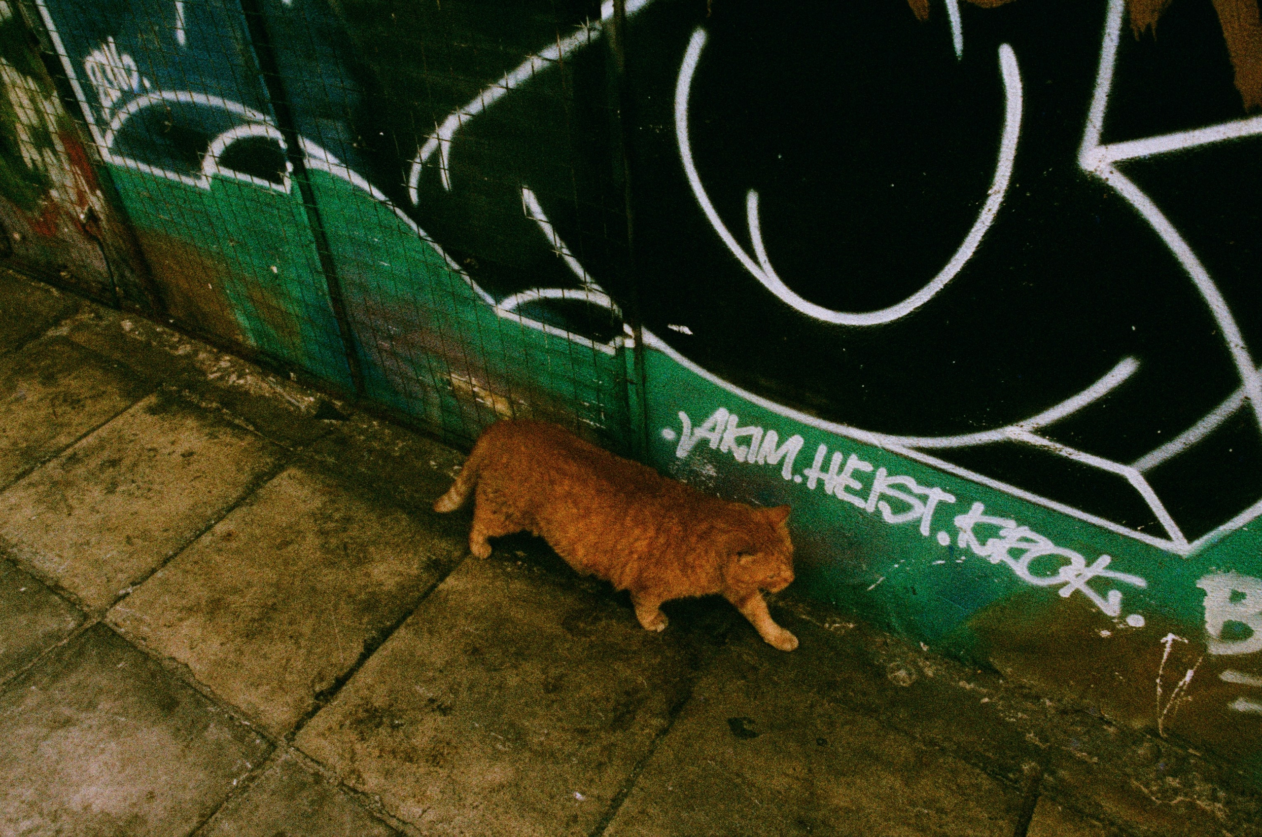 Shimmering scars // greece, athens III. EVER EXPOSED