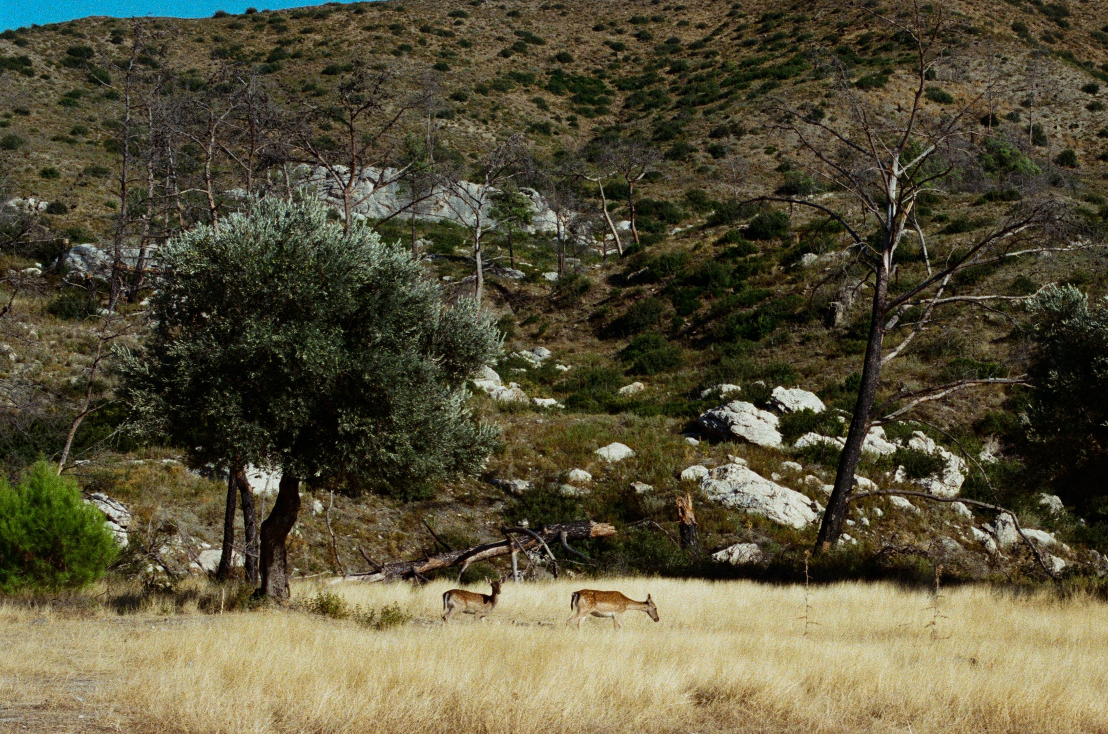 Hush // greece, rhodes. EVER EXPOSED
