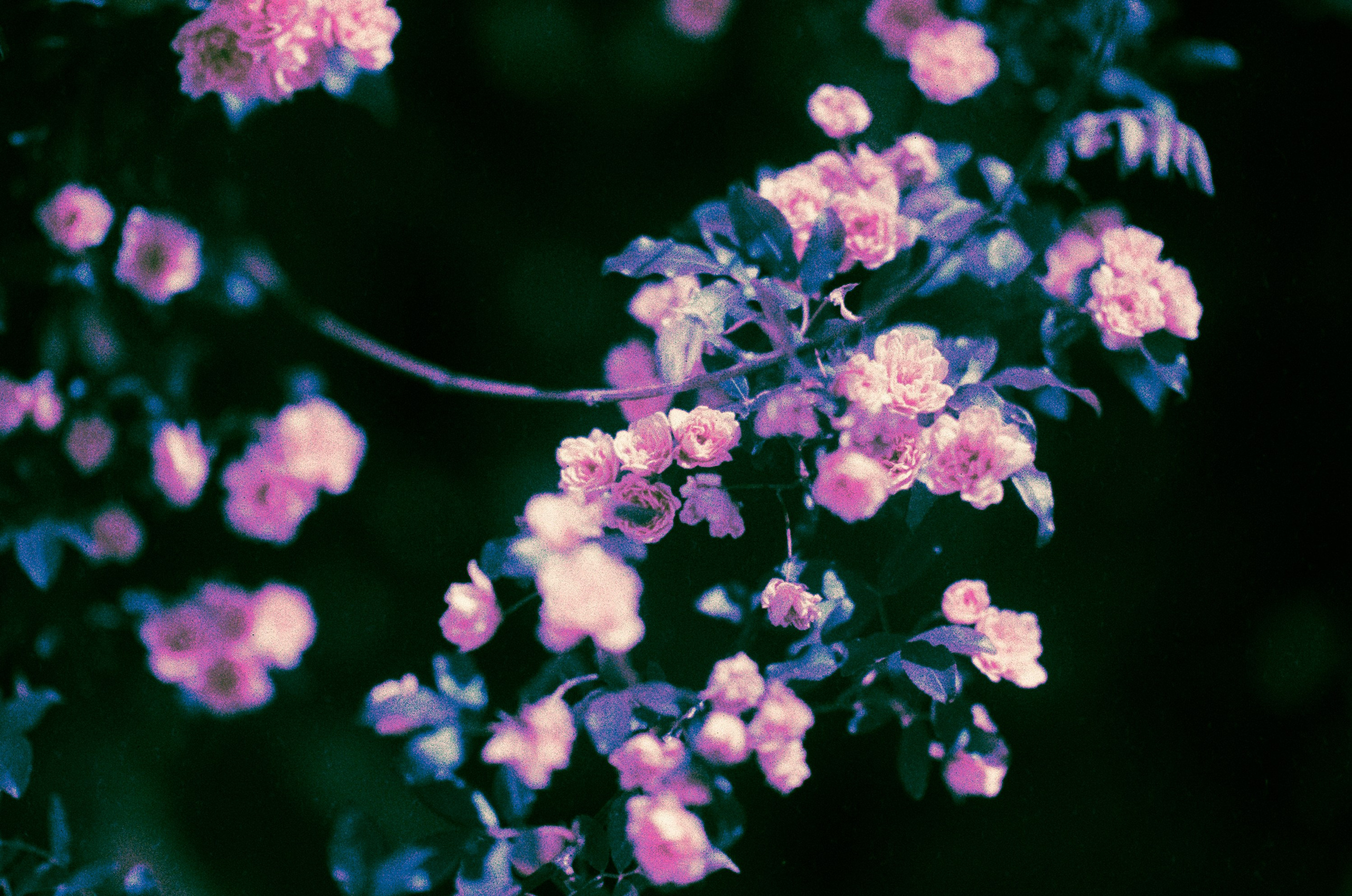 Flowers // crimea. EVER EXPOSED