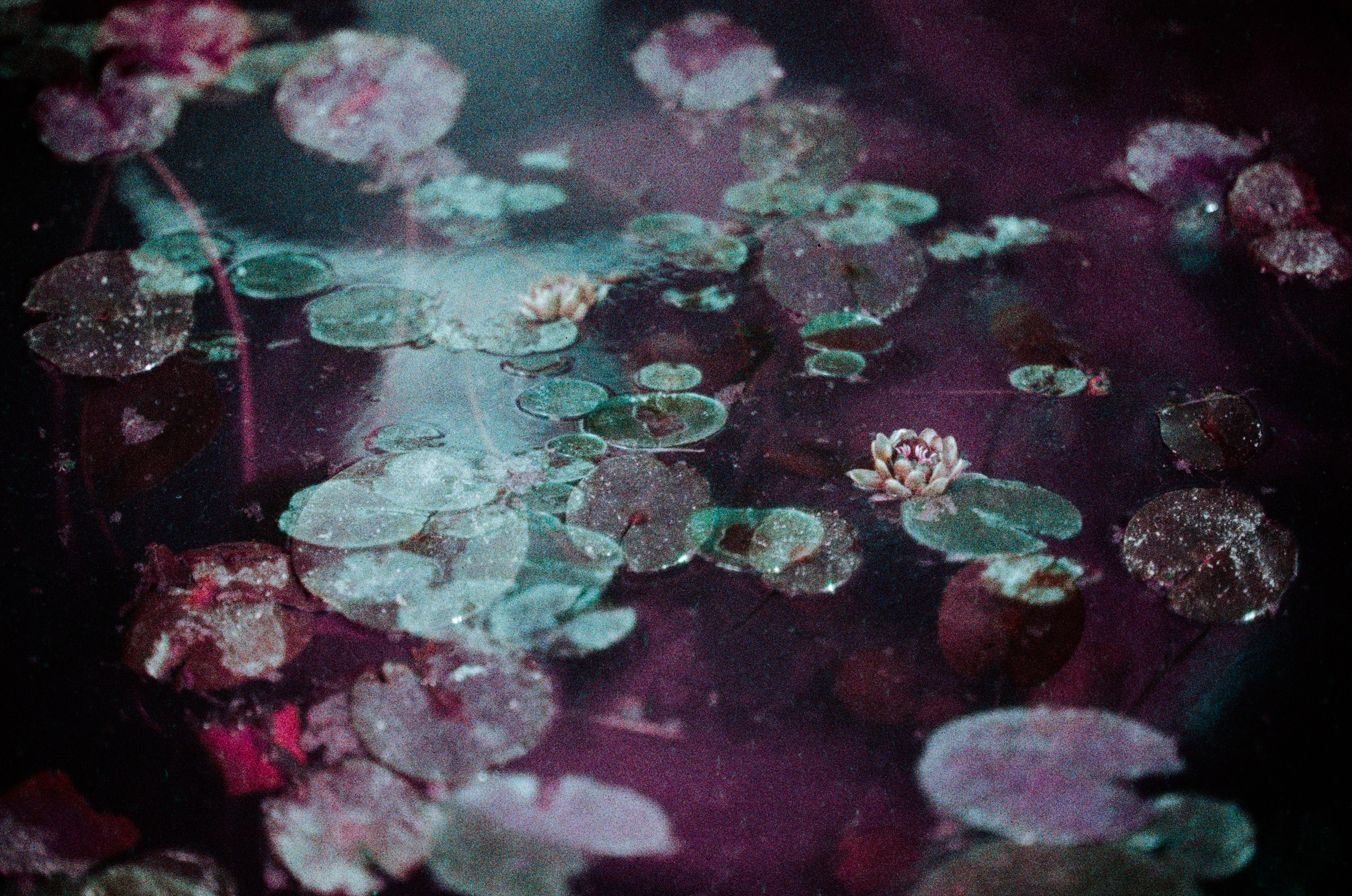 Flowers // crimea. EVER EXPOSED