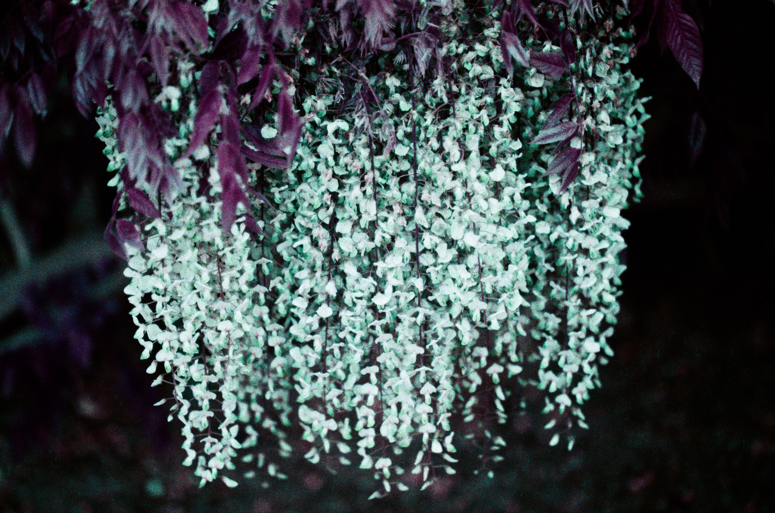 Flowers // crimea. EVER EXPOSED