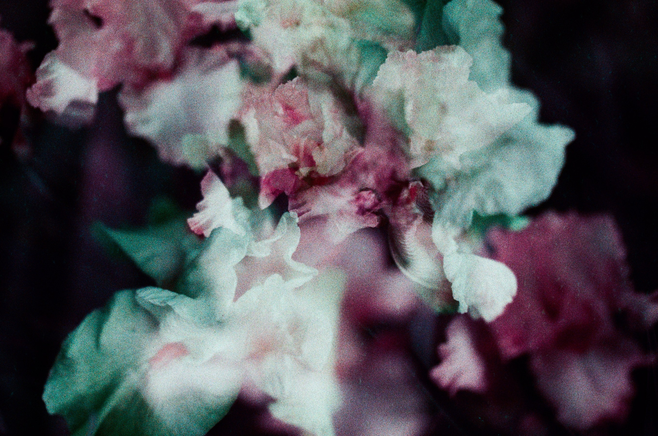 Flowers // crimea. EVER EXPOSED