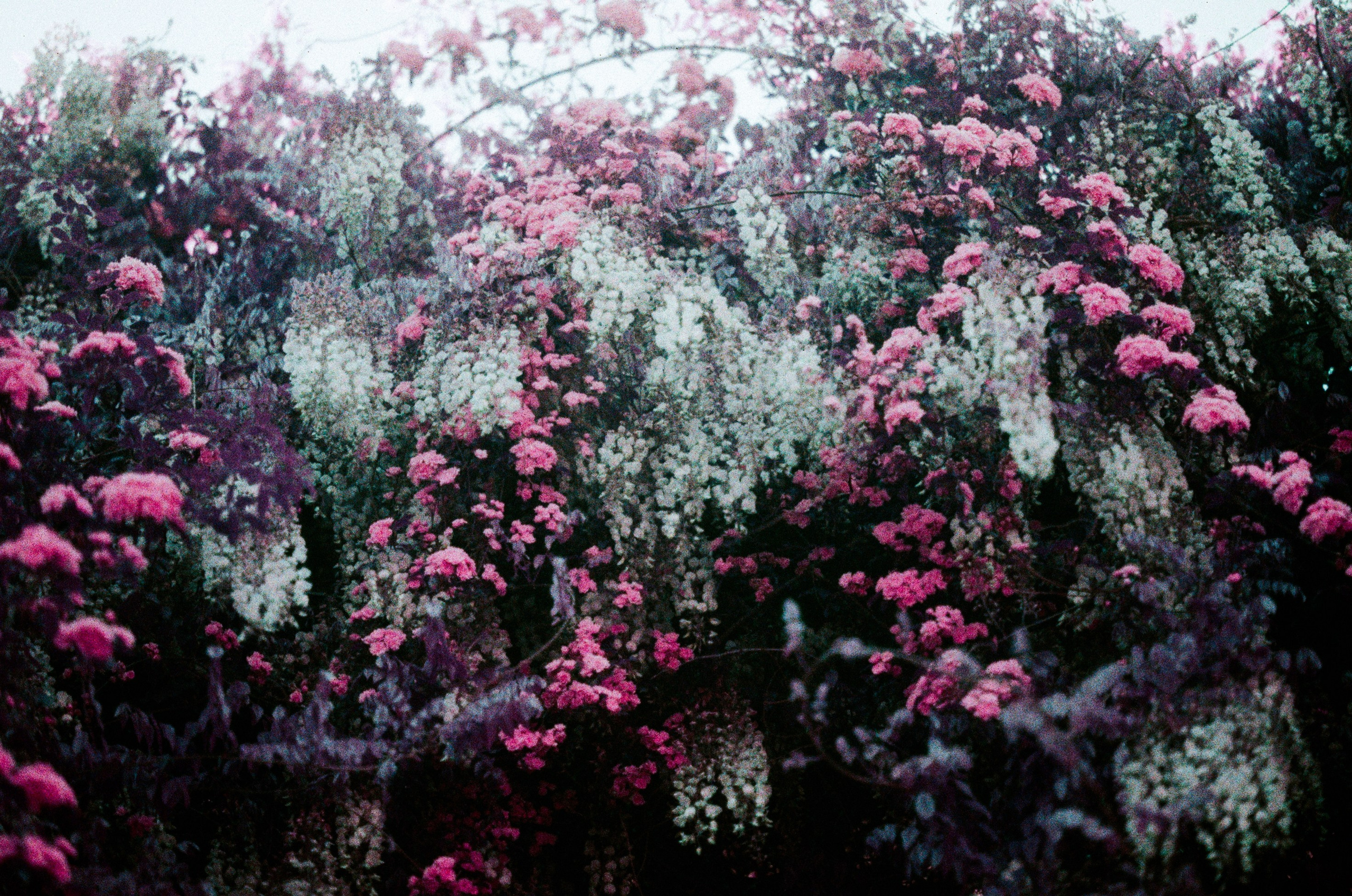 Flowers // crimea. EVER EXPOSED