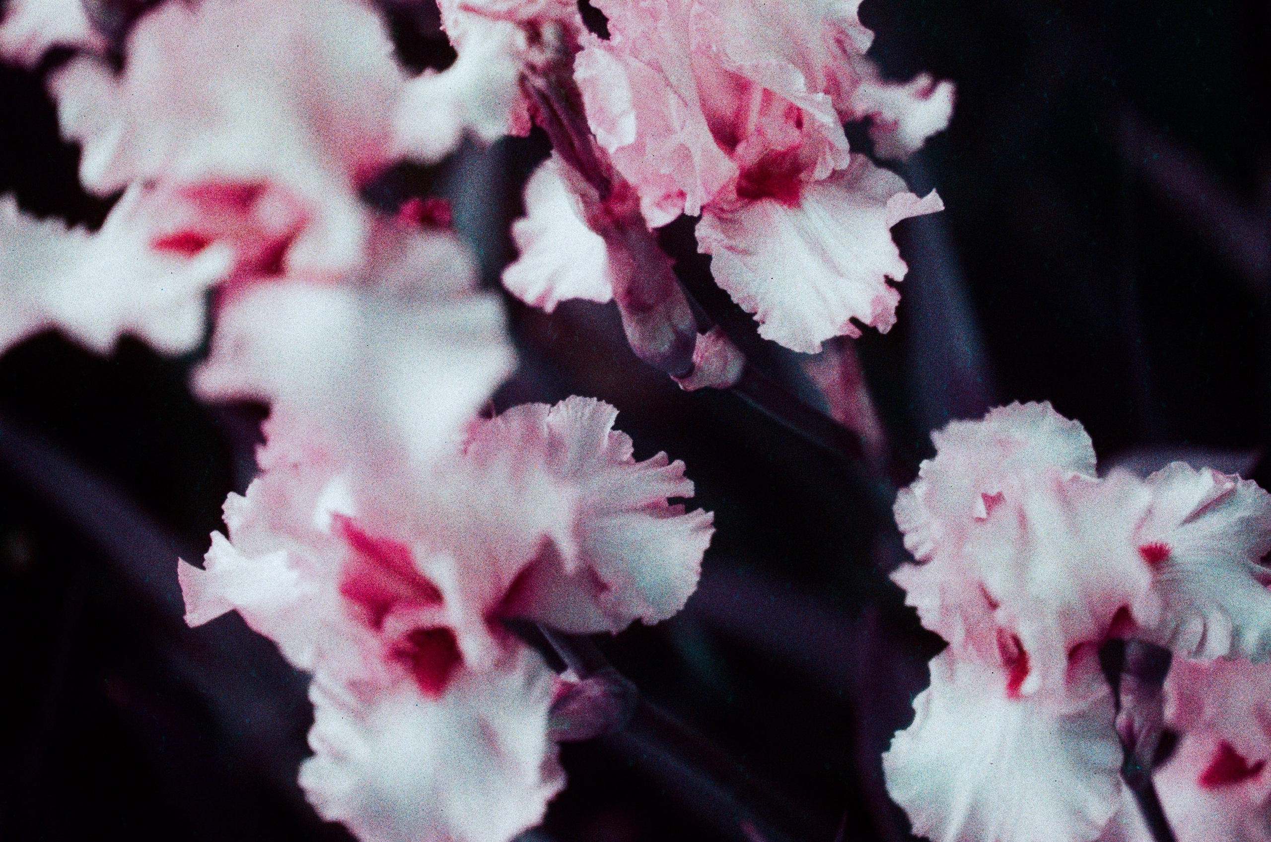 Flowers // crimea. EVER EXPOSED