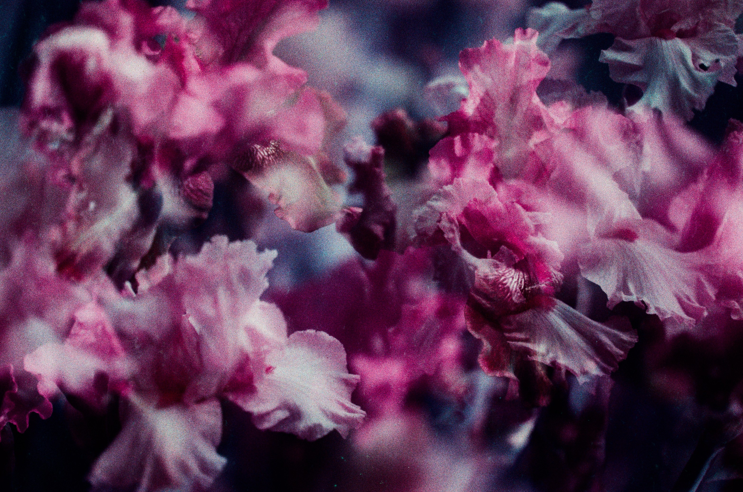 Flowers // crimea. EVER EXPOSED