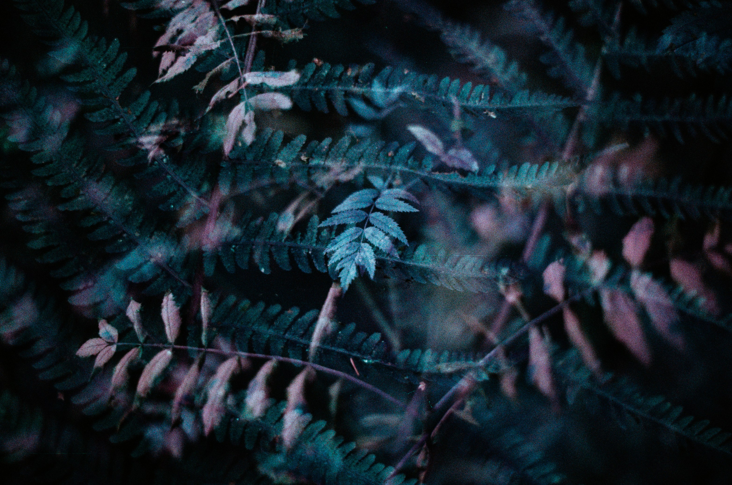 Purple overdose II. EVER EXPOSED