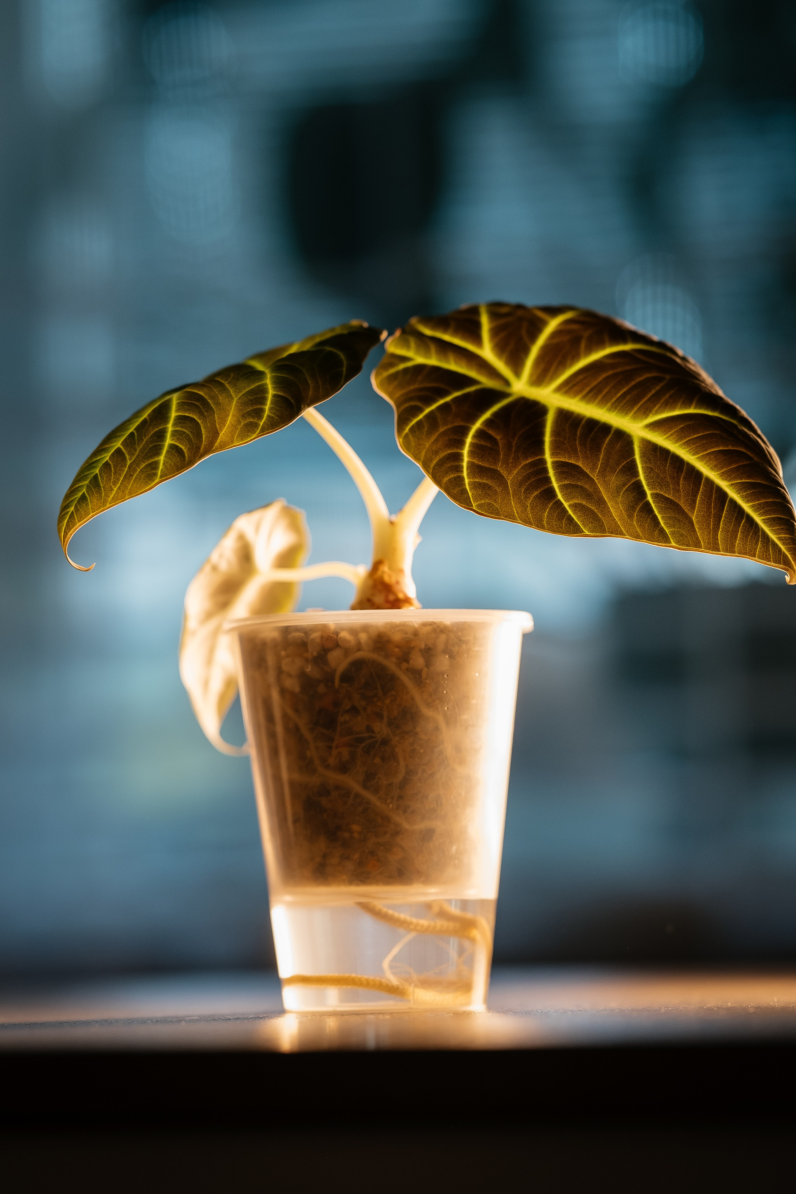 Домашняя женская фотосессия. Портретный фотограф в Чите Анна Камратова. Помогу Вам создать историю, в которой Вы — главный герой!