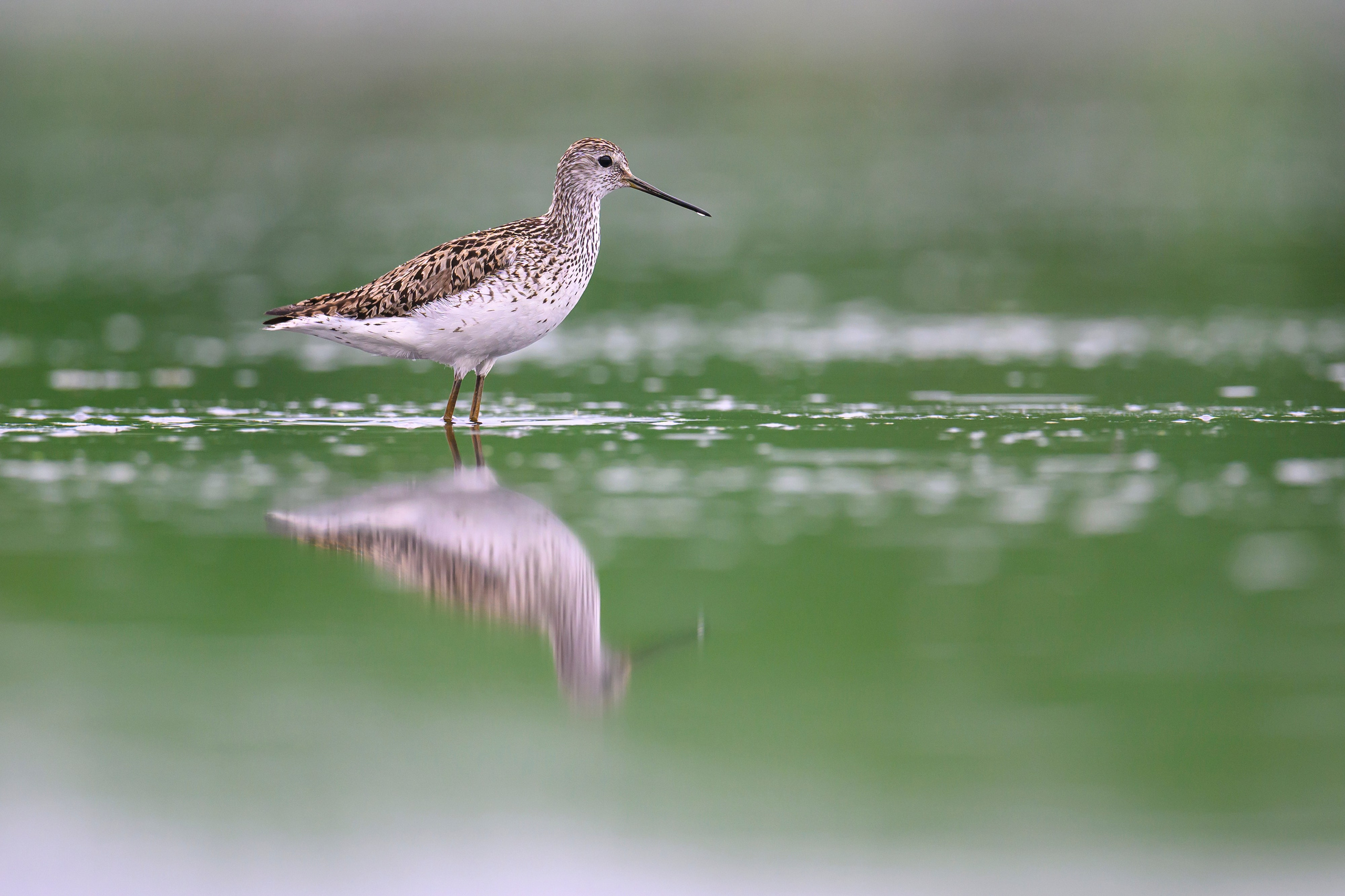 Кулики. Wildlife photography by Sergey Puponin