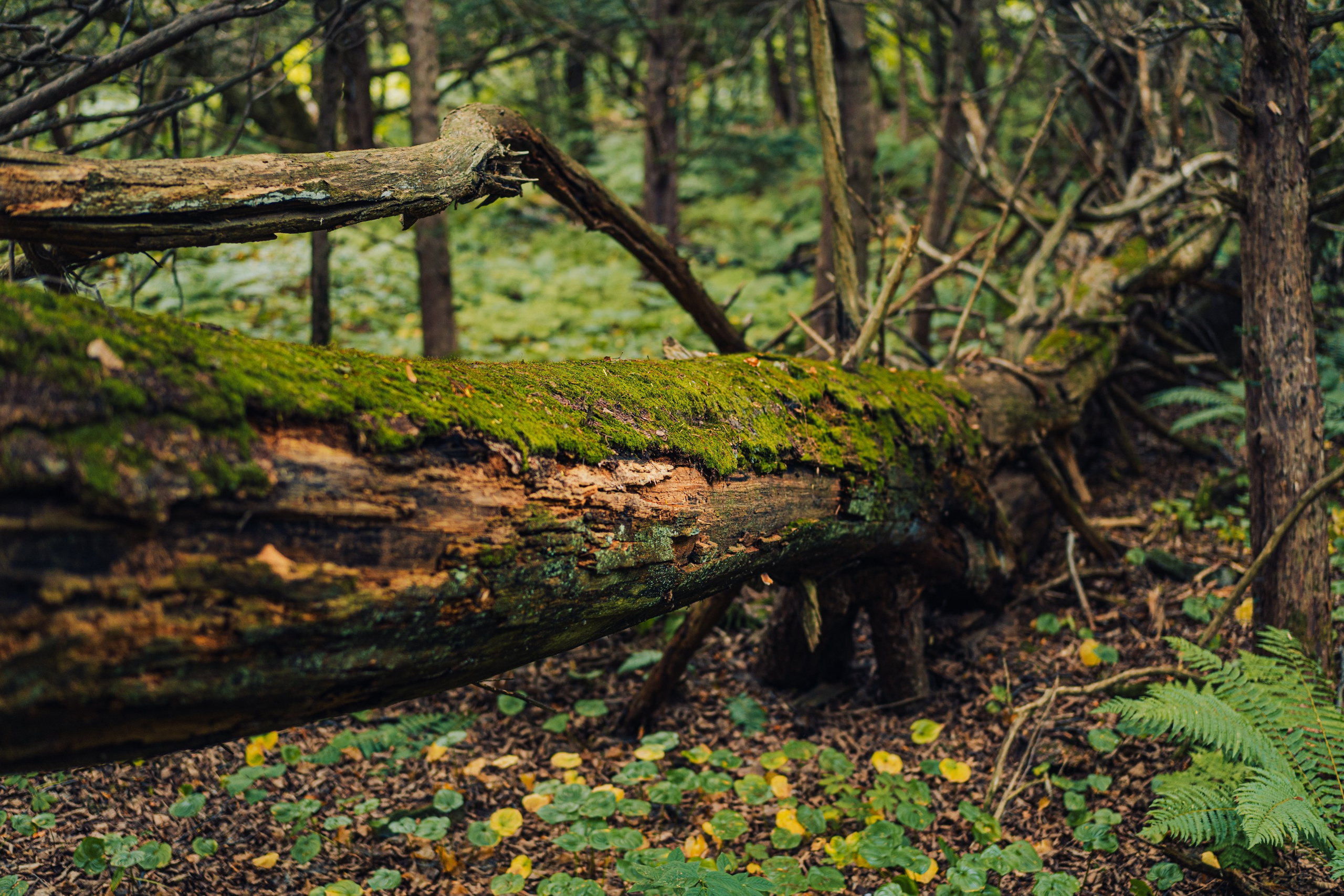 Тисовая роща | Остров Петрова. Иван Зайцев (IZIART) — создание культурного кода через фото и видео