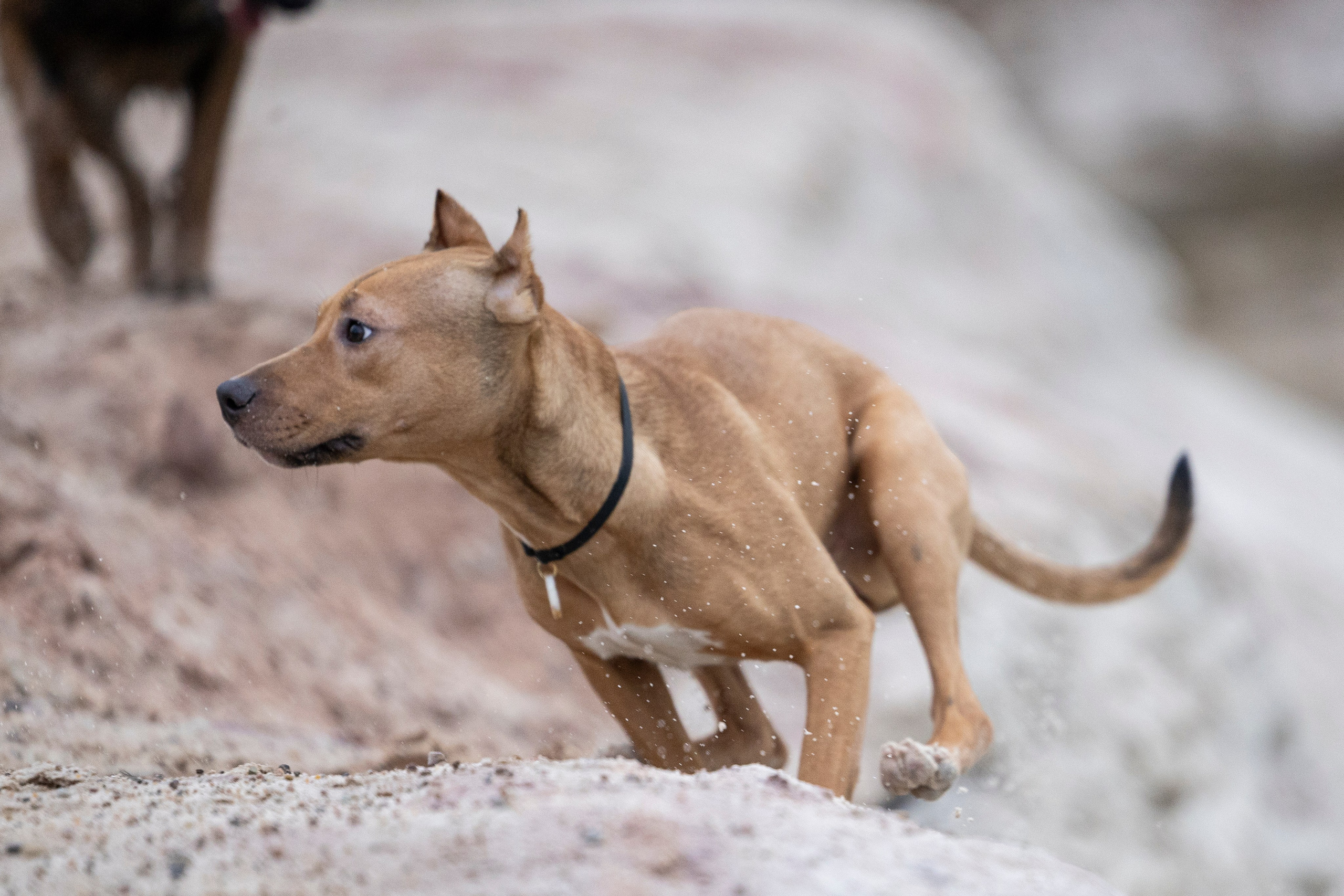 Лужские Мальдивы. Фотограф-анималист Анна Маринич