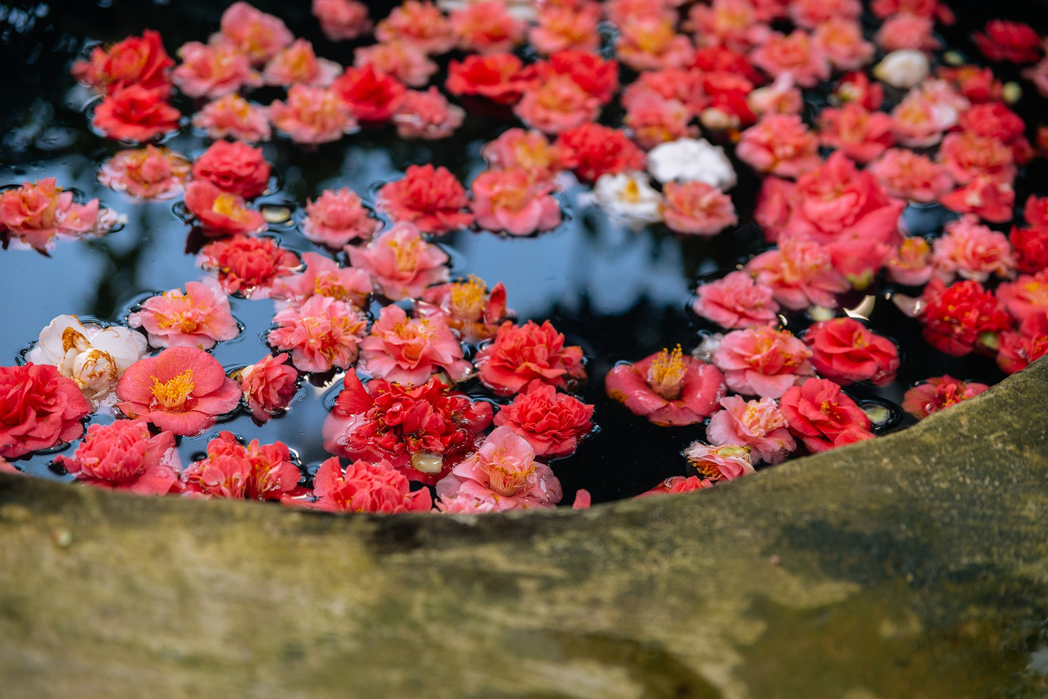Ботанический сад. Субтропический маршрут. Март 26. Репортажный фотограф в Санкт-Петербурге Анастасия Клёпова